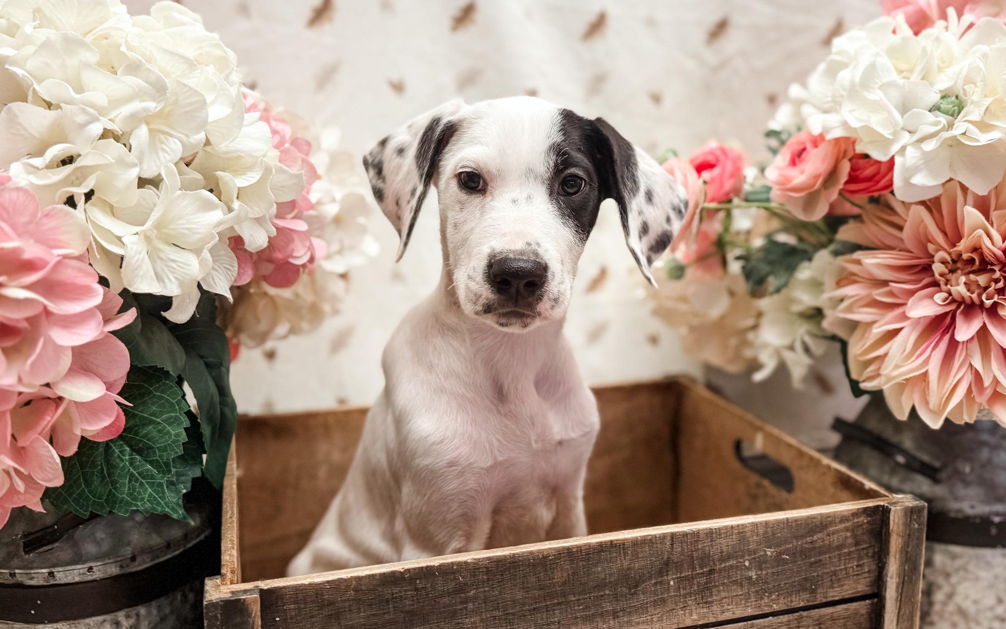 Enlarge Ida, a Adopted mixed breed in Newberg, OR image 5/5