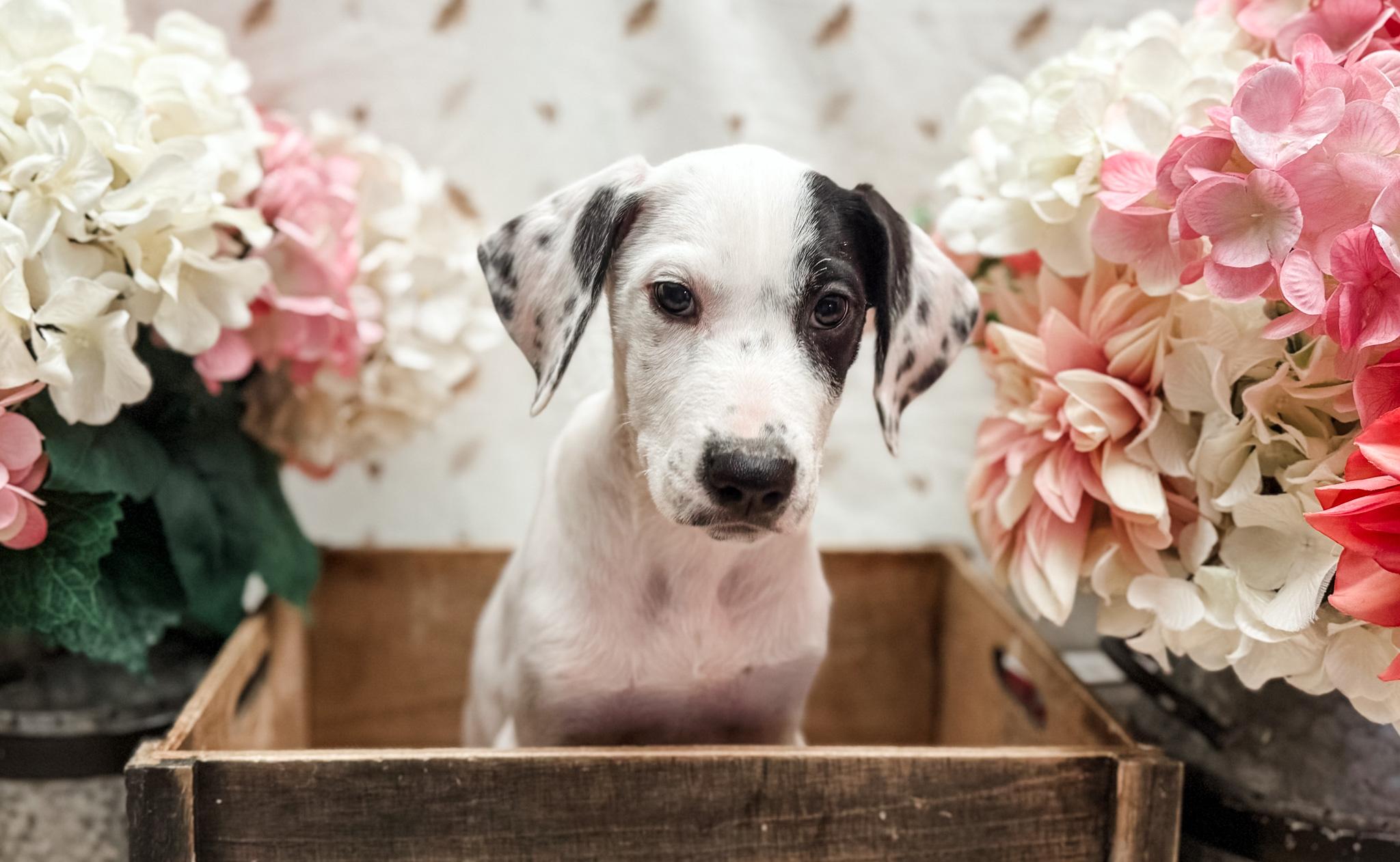 Ida, Adopted, Puppy Female Great Dane & Great Pyrenees.