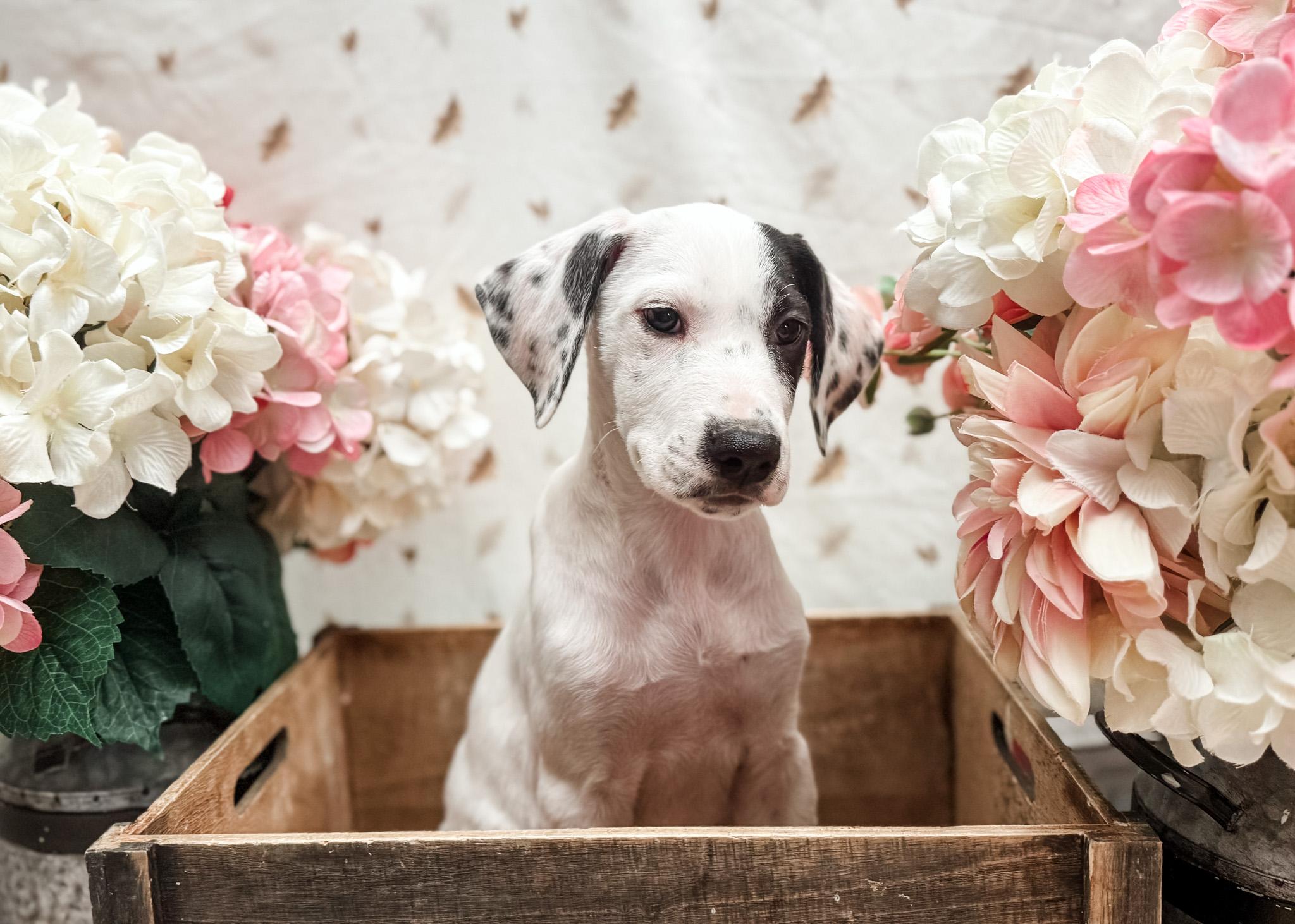 Enlarge Ida, a Adopted mixed breed in Newberg, OR image 2/5