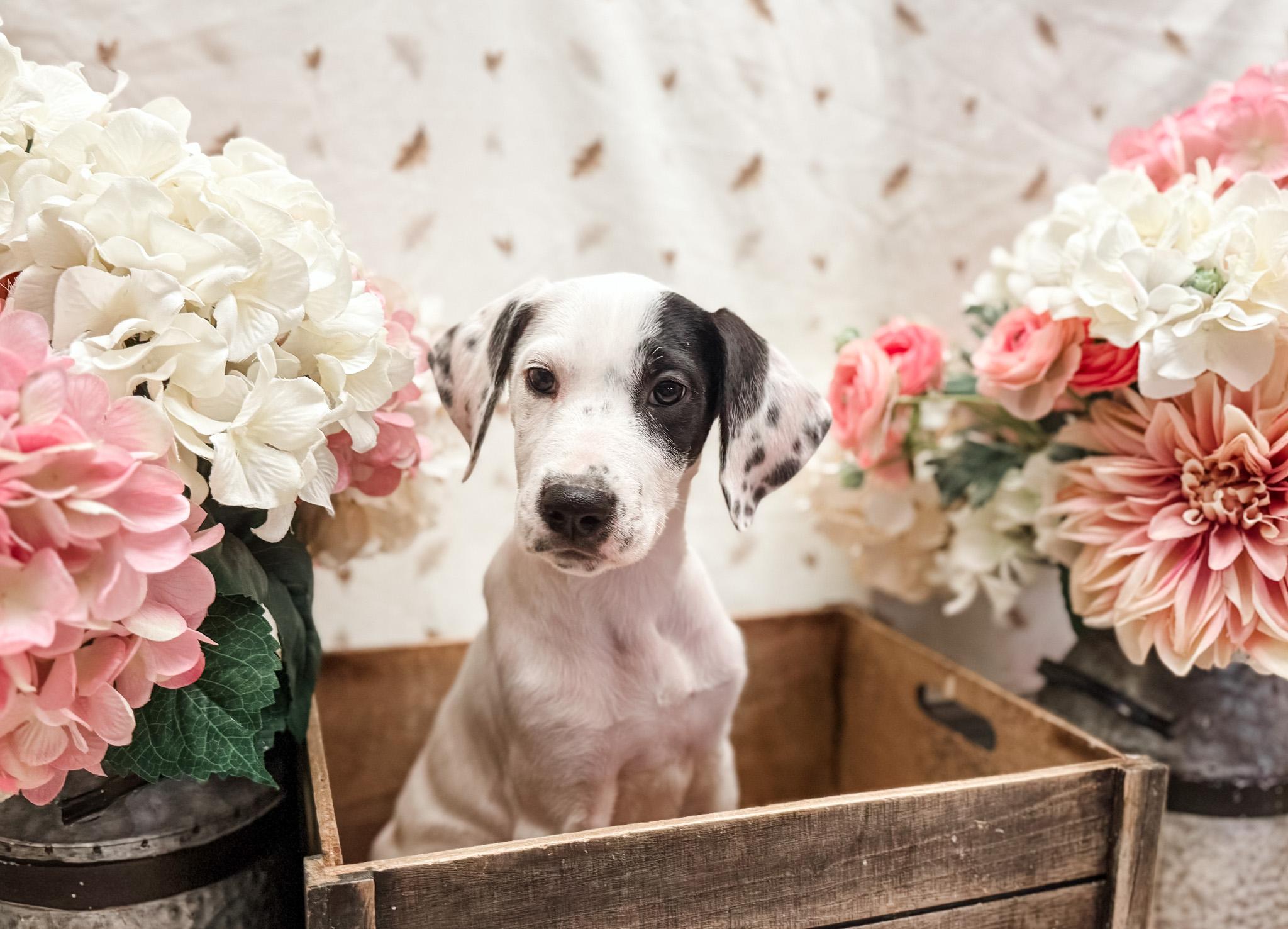 Enlarge Ida, a Adopted mixed breed in Newberg, OR image 4/5