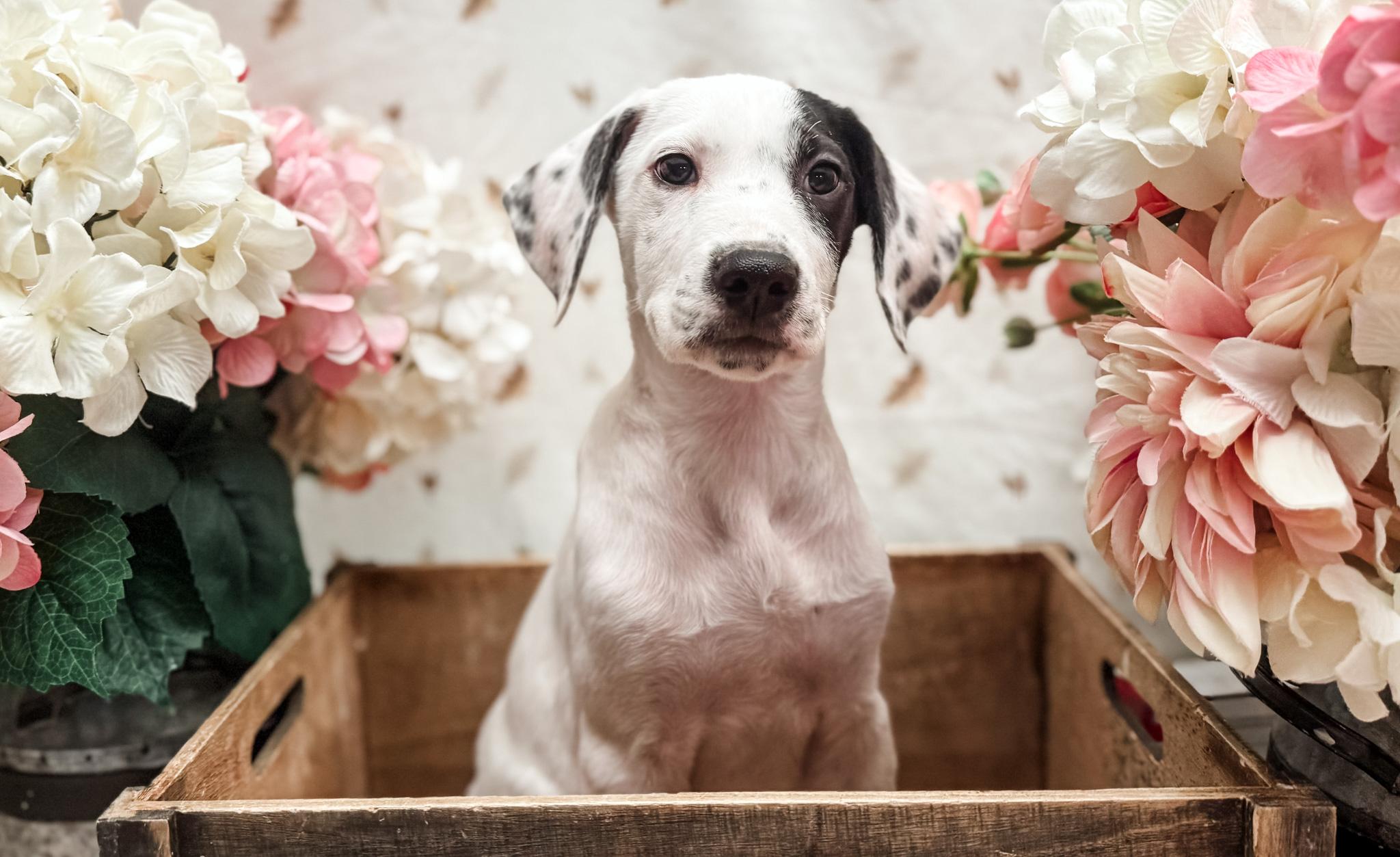 Enlarge Ida, a Adopted mixed breed in Newberg, OR image 3/5
