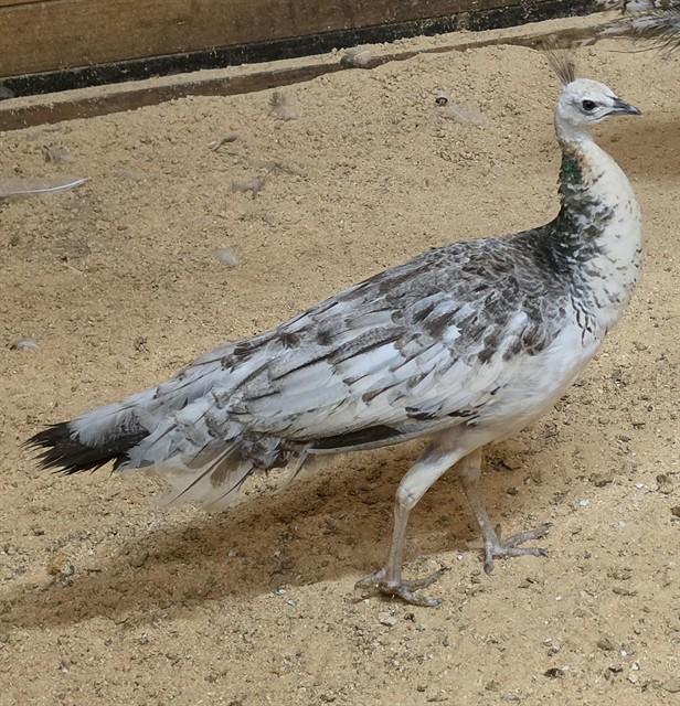 A317191, Adoptable, Adult Female Peacock / Peafowl.