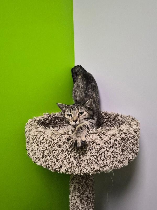 Milah, Adoptable, Adult Female Domestic Short Hair.