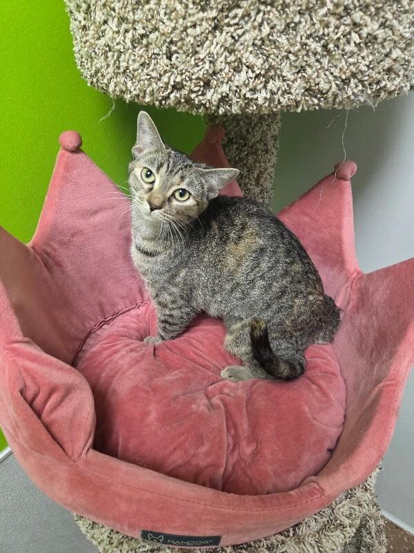 Milah, a Adoptable Domestic Short Hair in Jackson, TN image 2/6