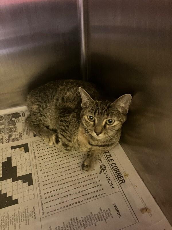 Milah, a Adoptable Domestic Short Hair in Jackson, TN image 3/6
