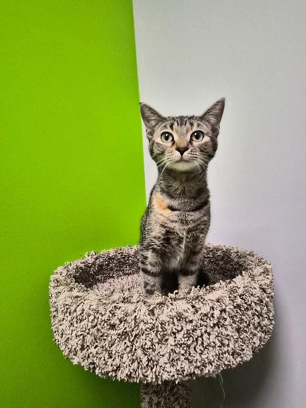 Milah, a Adoptable Domestic Short Hair in Jackson, TN image 4/6