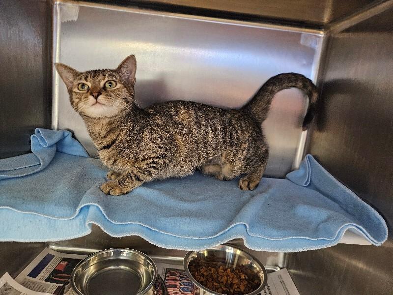 Milah, a Adoptable Domestic Short Hair in Jackson, TN image 5/6