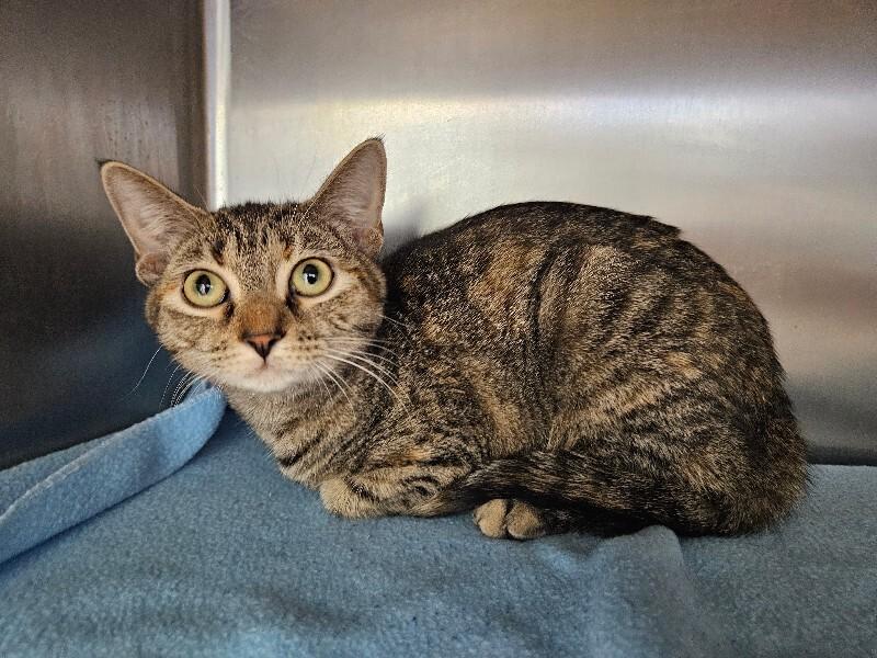 Milah, a Adoptable Domestic Short Hair in Jackson, TN image 6/6