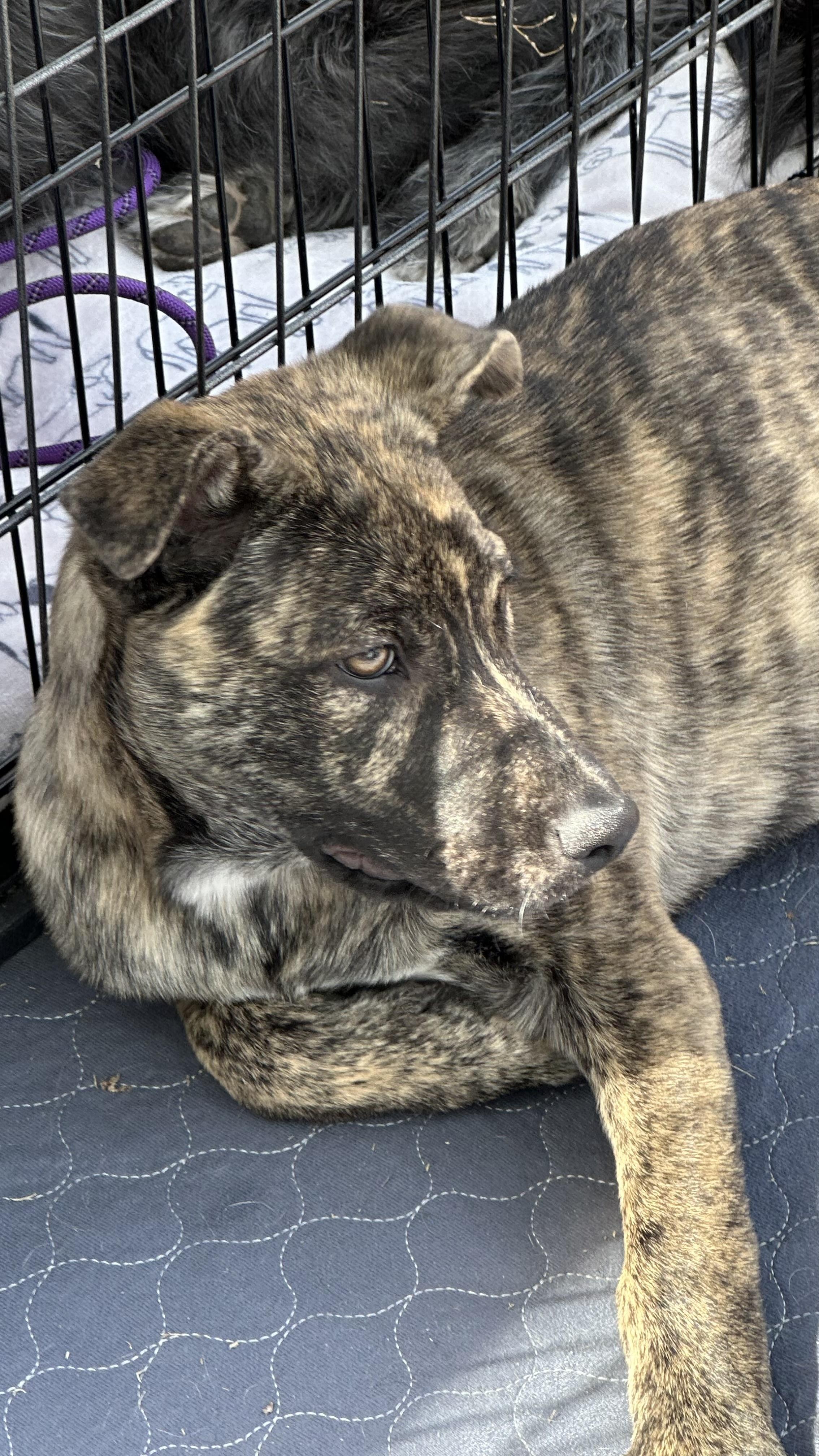 Enlarge Eden, a Adoptable mixed breed in Phoenix, AZ image 2/4