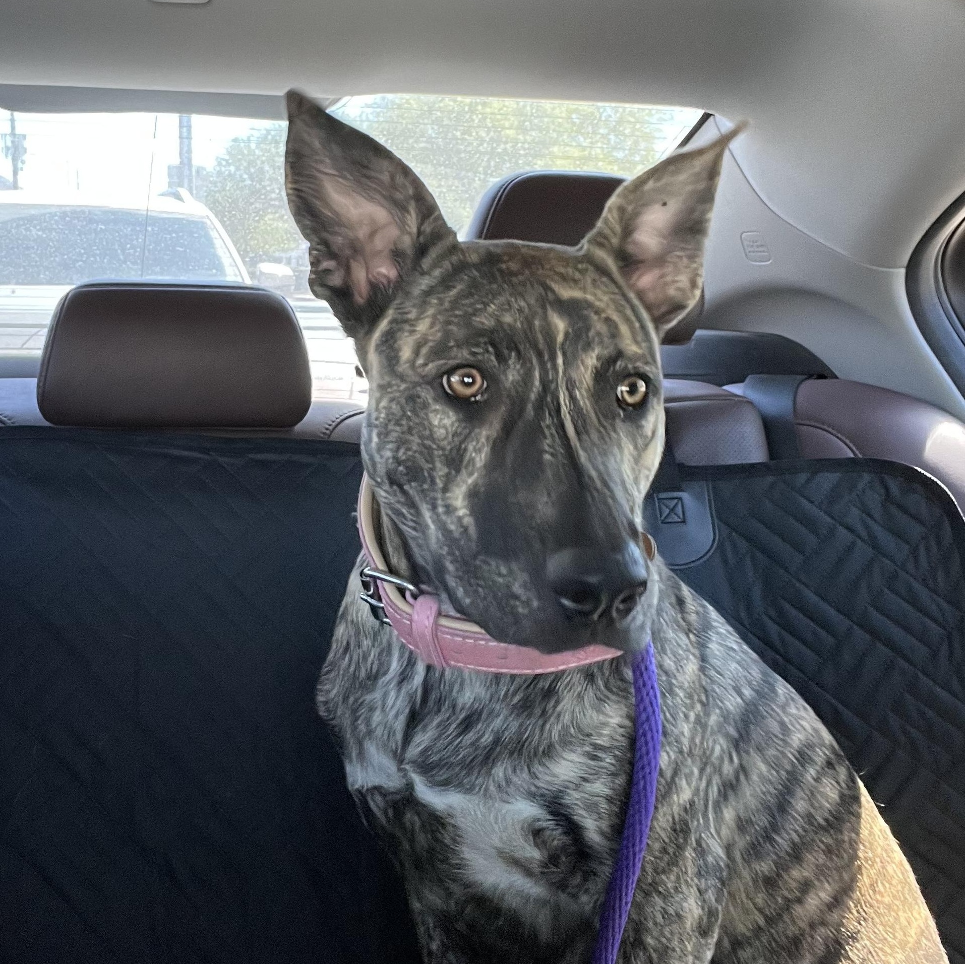 Eden, a Adoptable mixed breed in Scottsdale, AZ image 1/4