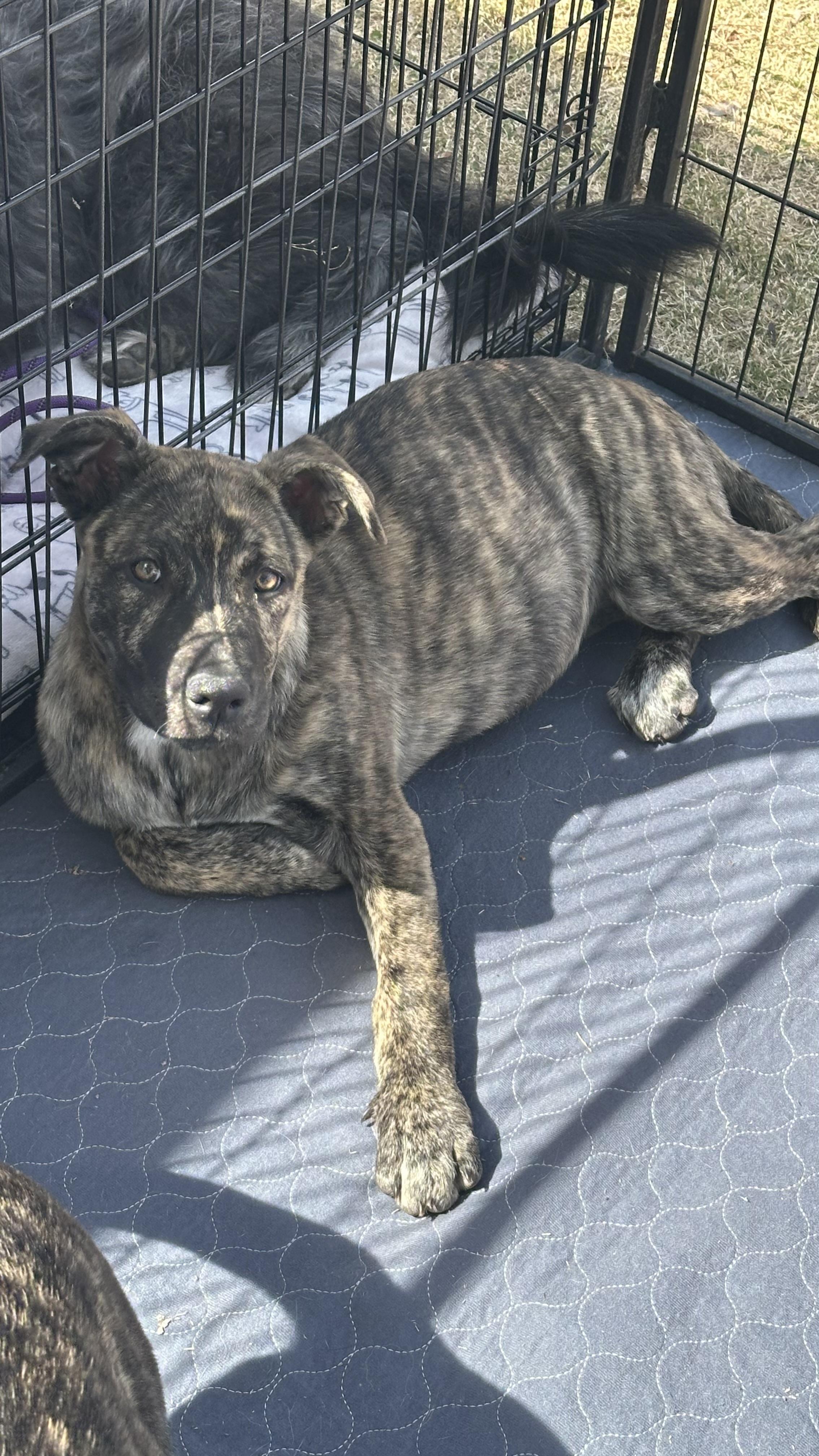 Enlarge Eden, a Adoptable mixed breed in Phoenix, AZ image 3/4