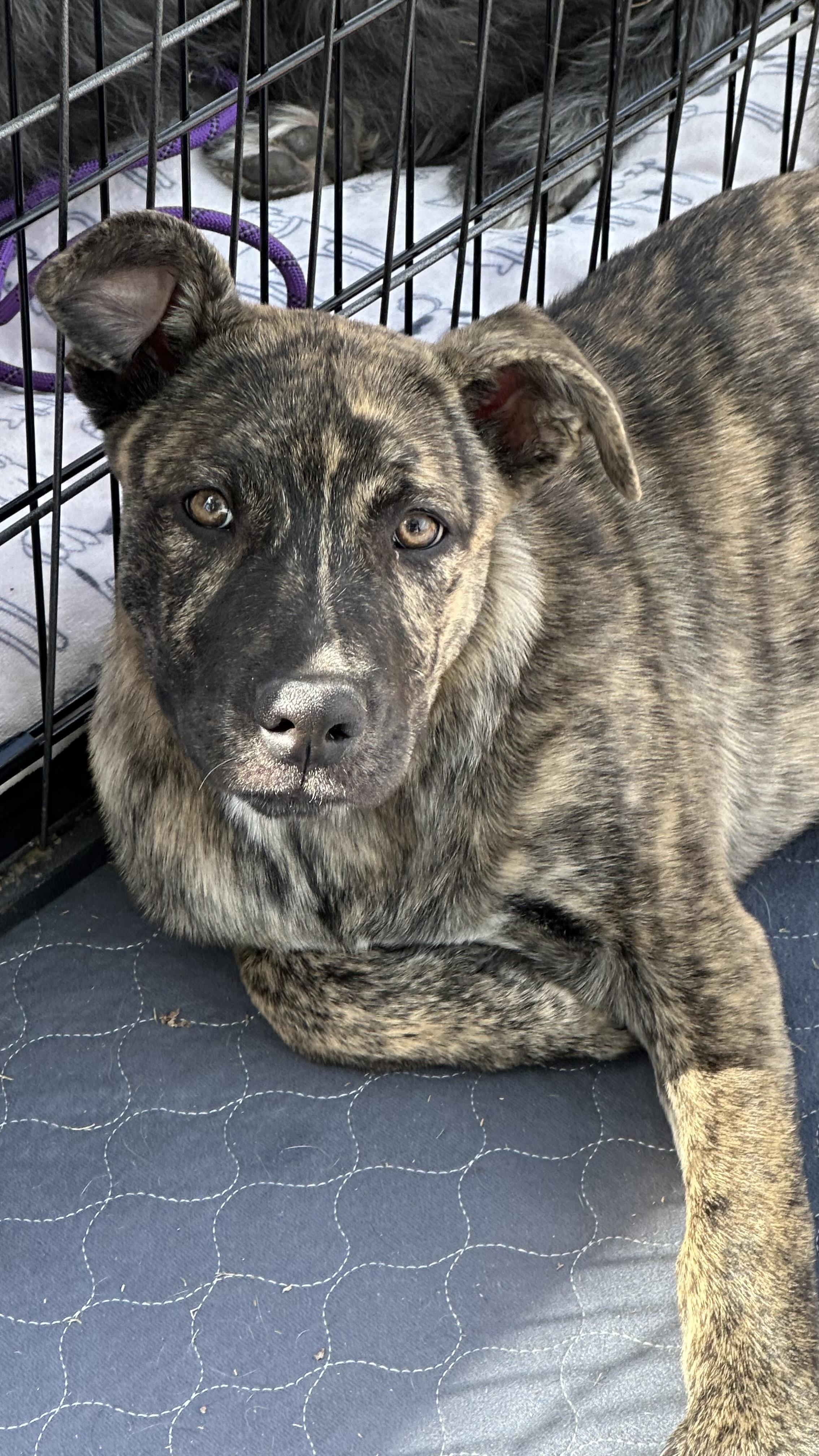 Enlarge Eden, a Adoptable mixed breed in Phoenix, AZ image 4/4