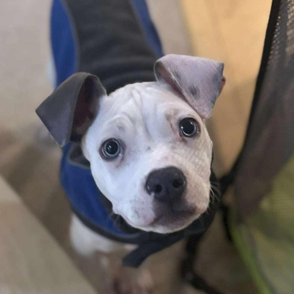 Professor Ratigan, Adoptable, Puppy Male Boxer & Pit Bull Terrier.