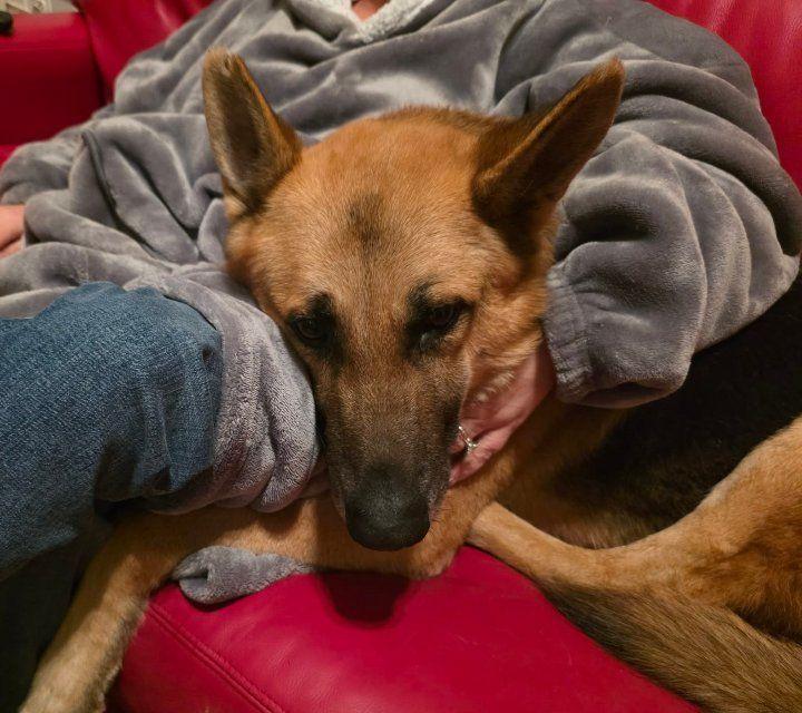 Enlarge Hoss, a ADOPTABLE German Shepherd Dog in Milner, GA image 2/3