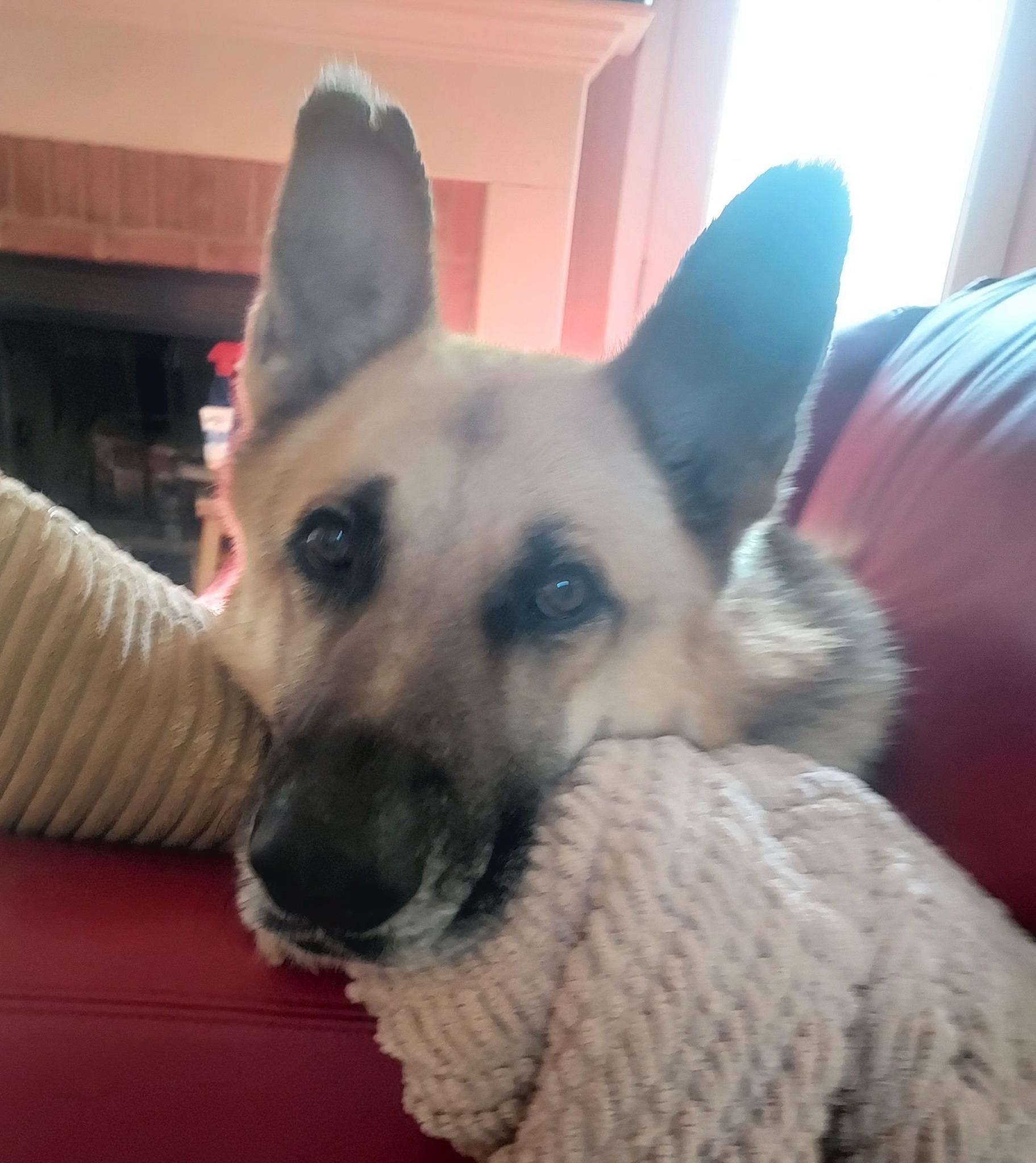 Enlarge Hoss, a ADOPTABLE German Shepherd Dog in Milner, GA image 3/3