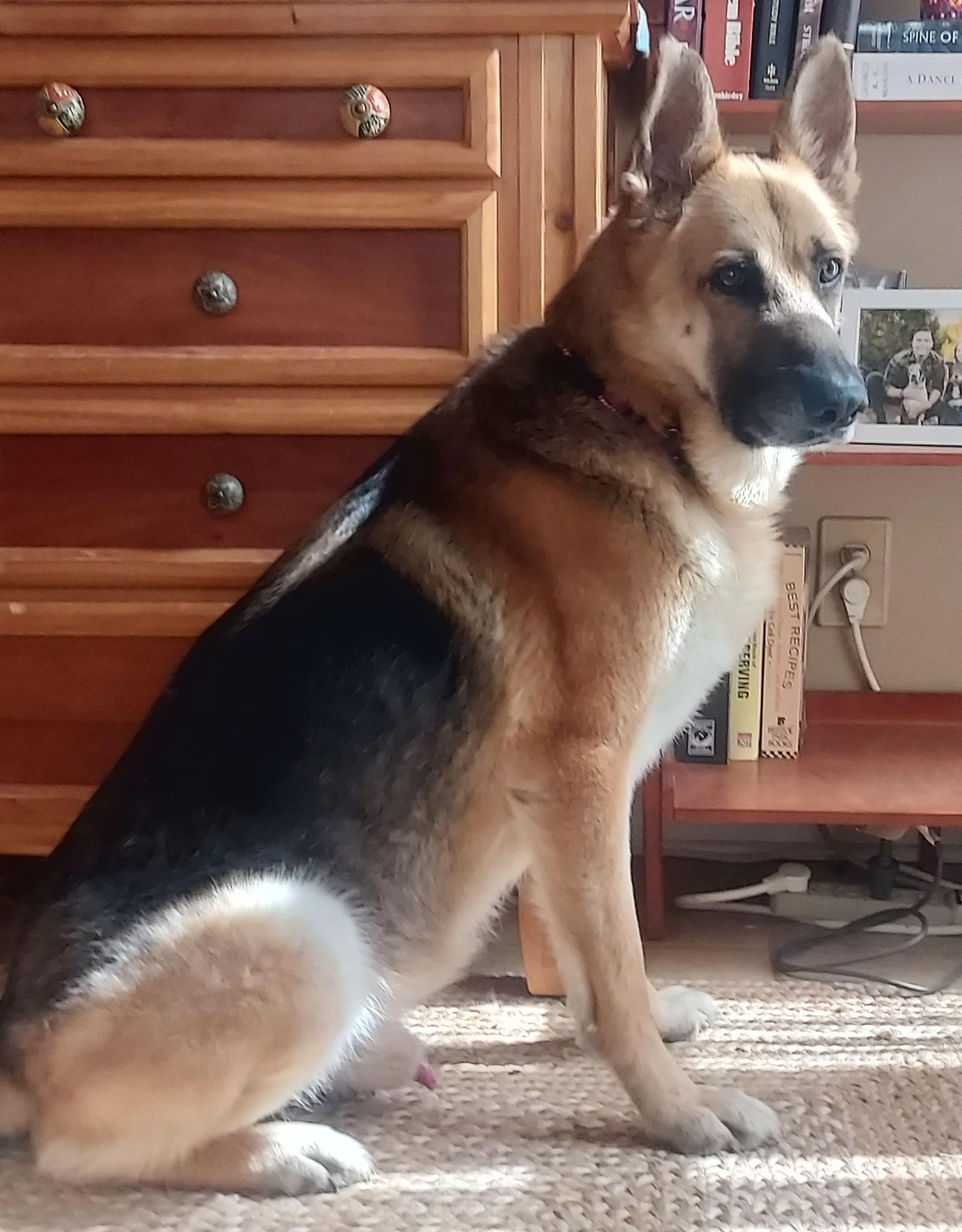 Hoss, ADOPTABLE, Adult Male German Shepherd Dog.