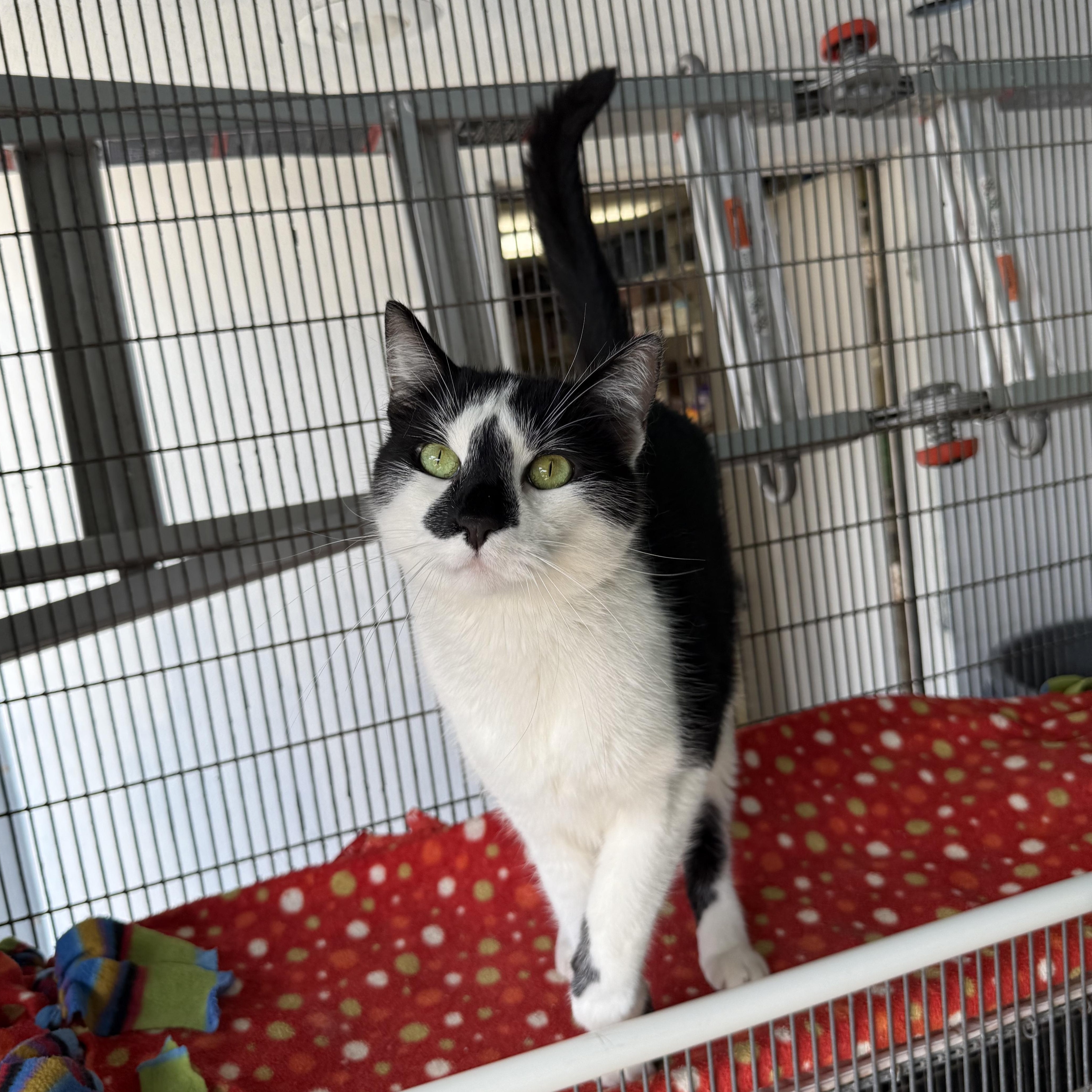 Cupid, Adoptable, Young Male American Shorthair.