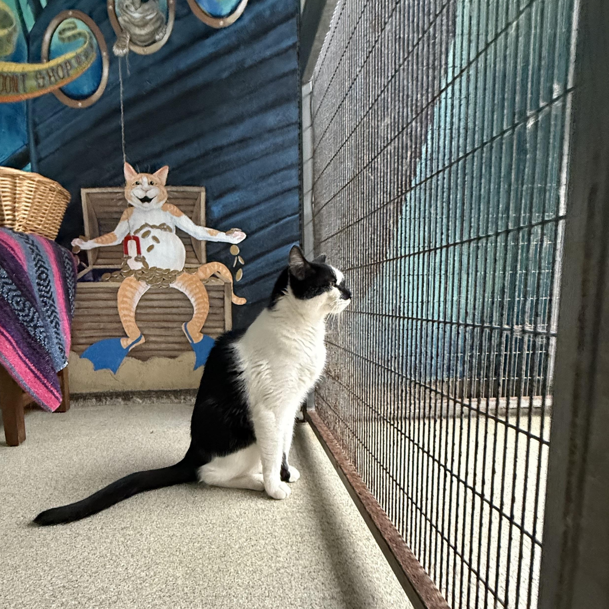 Enlarge Cupid, a Adoptable American Shorthair in Newport Beach, CA image 3/5