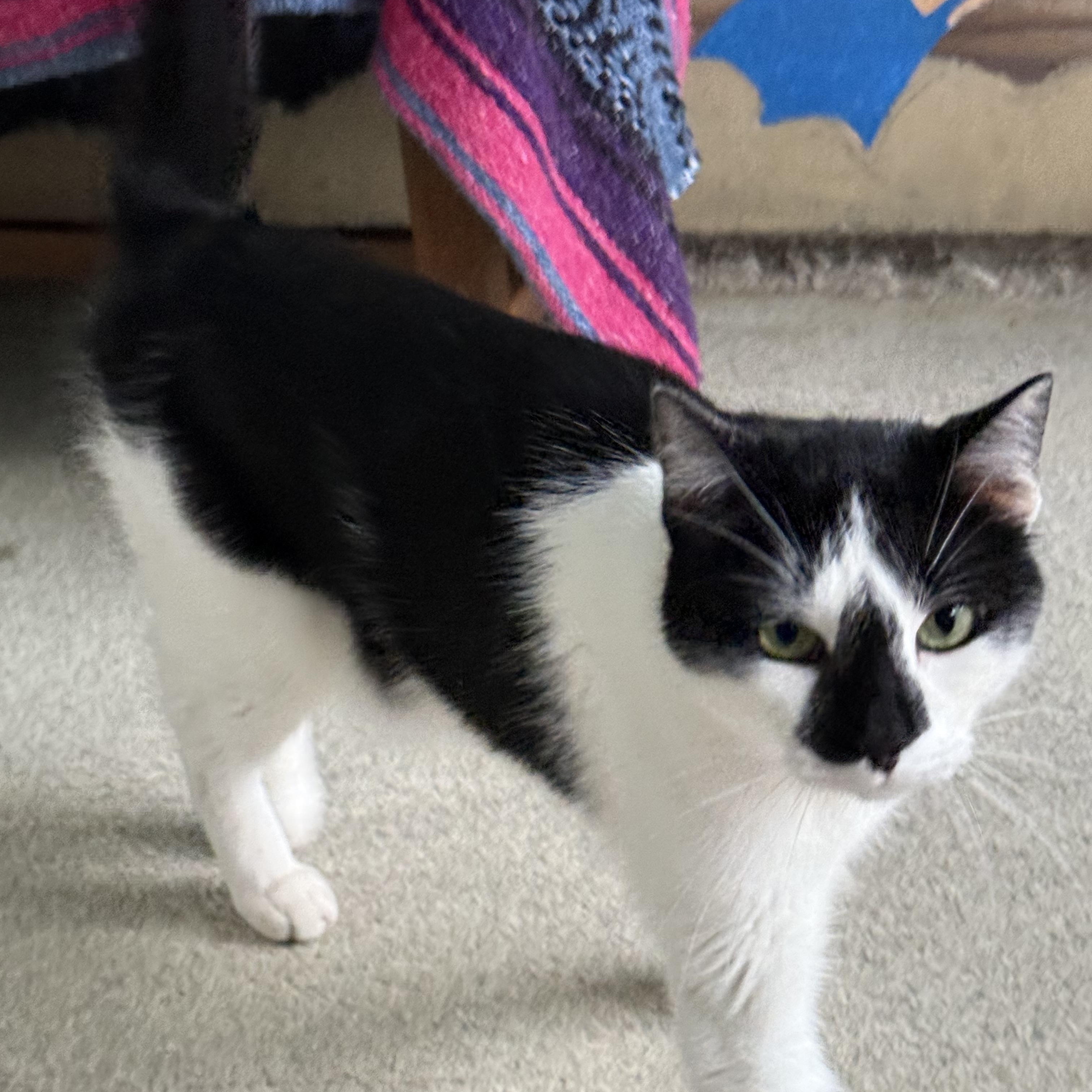 Enlarge Cupid, a Adoptable American Shorthair in Newport Beach, CA image 4/5
