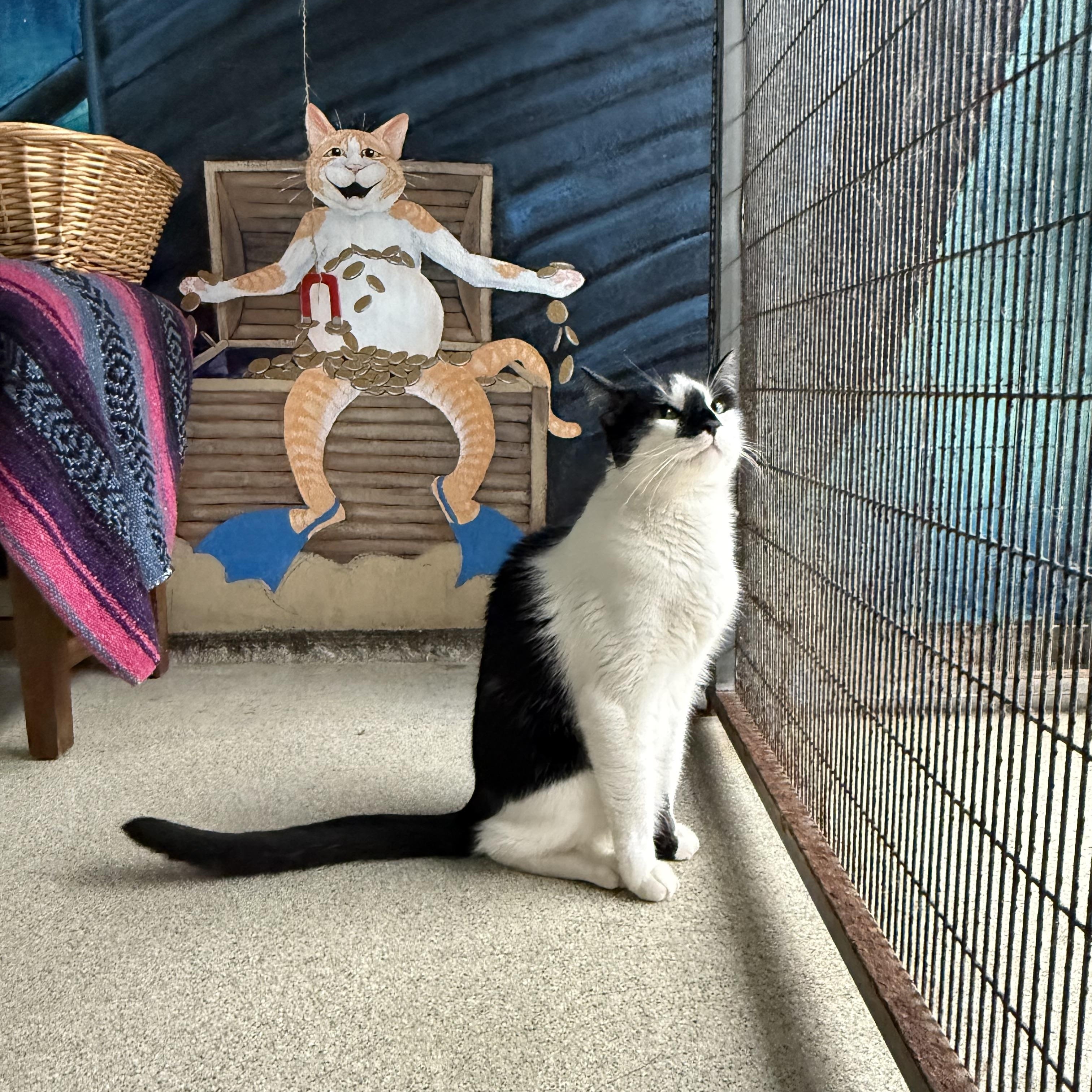 Enlarge Cupid, a Adoptable American Shorthair in Newport Beach, CA image 5/5