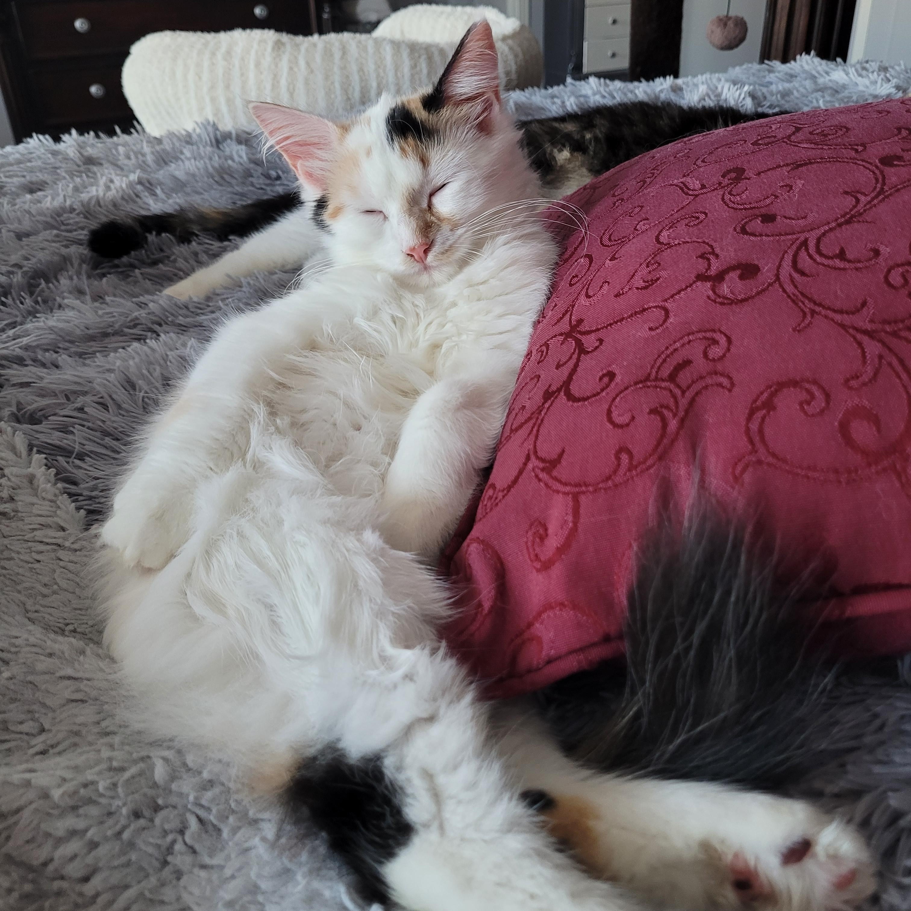 Betty White (f) Ragdoll mix, Calico bonded pair with Moka, a ADOPTABLE mixed breed in Ottawa, ON image 4/6