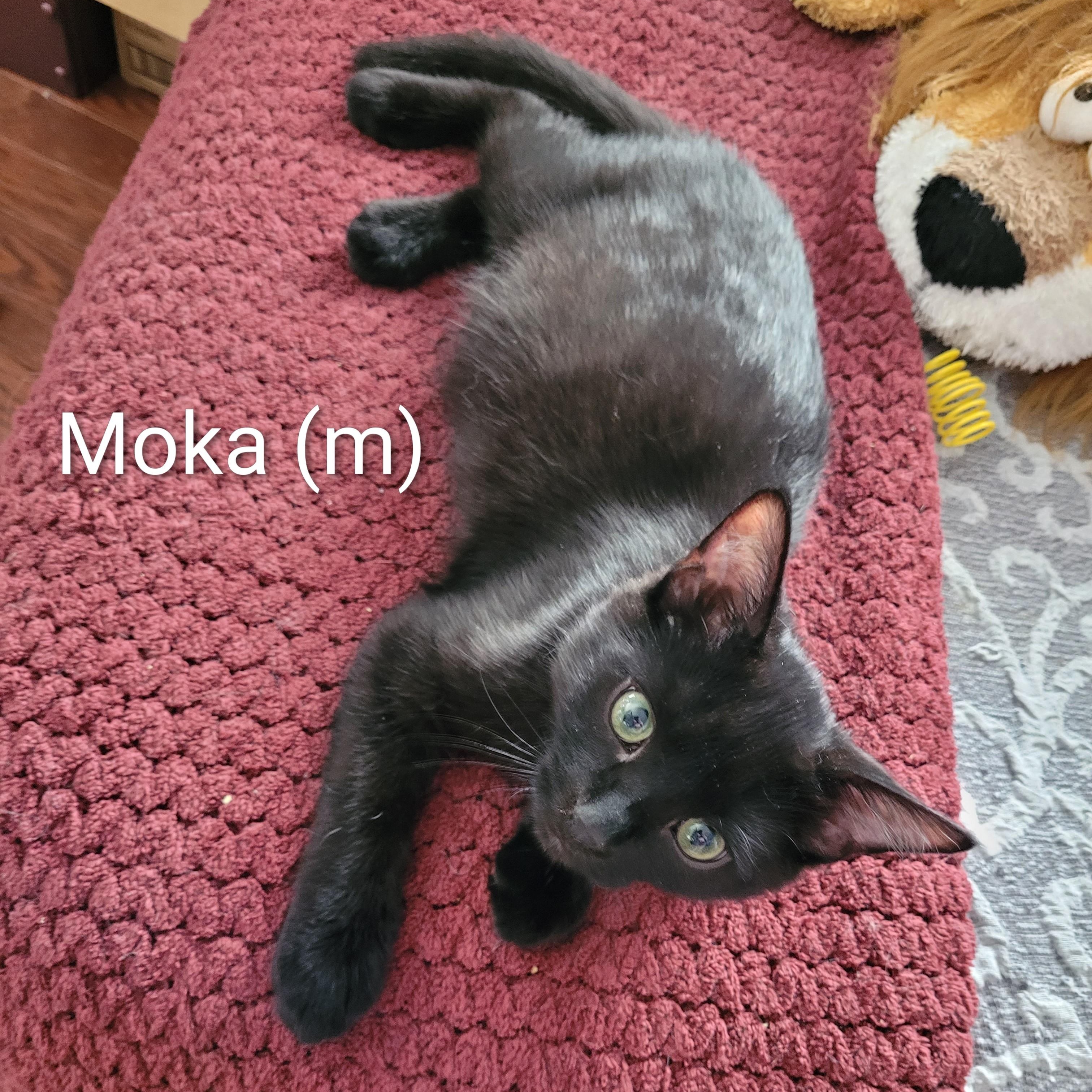 Betty White (f) Ragdoll mix, Calico bonded pair with Moka, a ADOPTABLE mixed breed in Ottawa, ON image 5/6