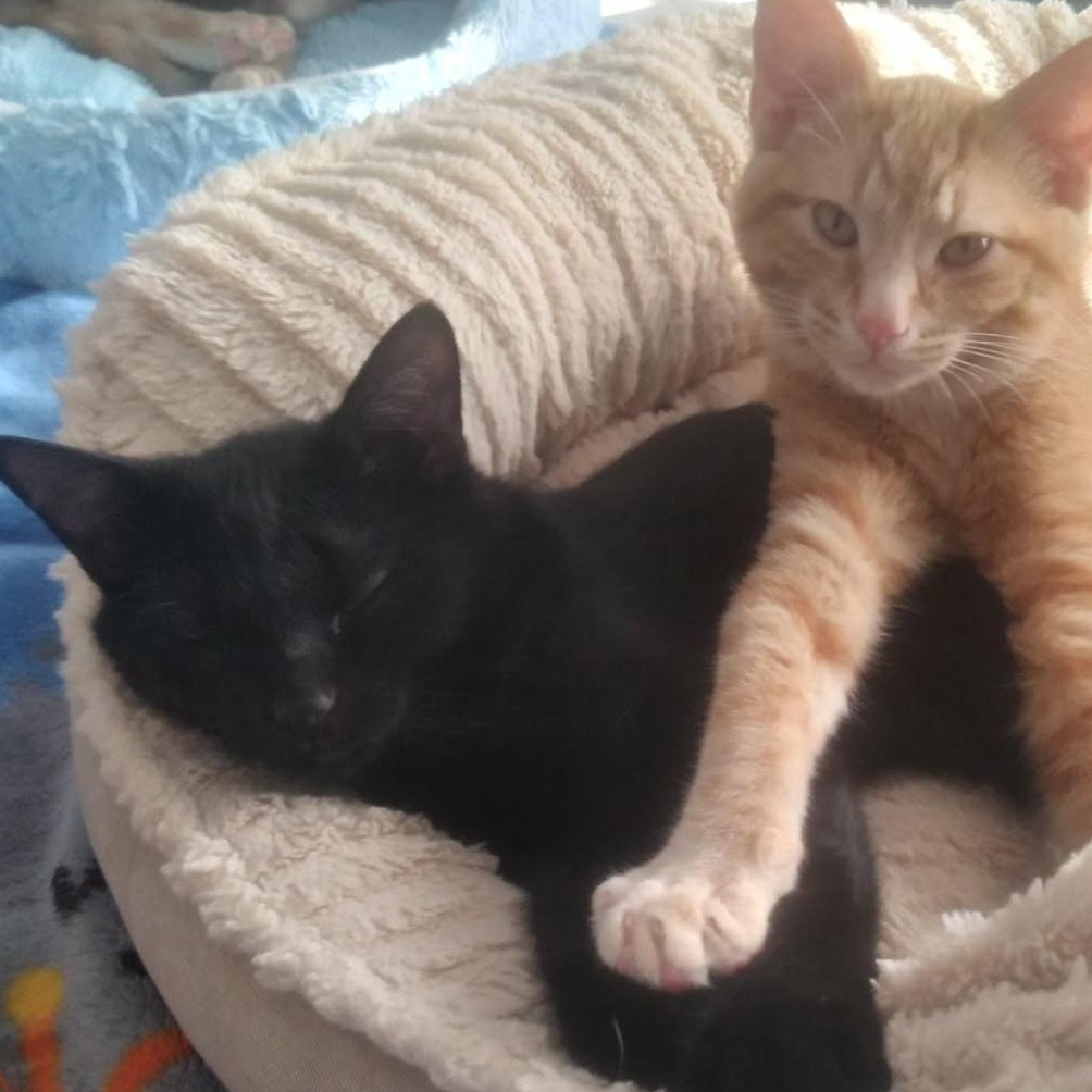 Betty White (f) Ragdoll mix, Calico bonded pair with Moka, a ADOPTABLE mixed breed in Ottawa, ON image 6/6