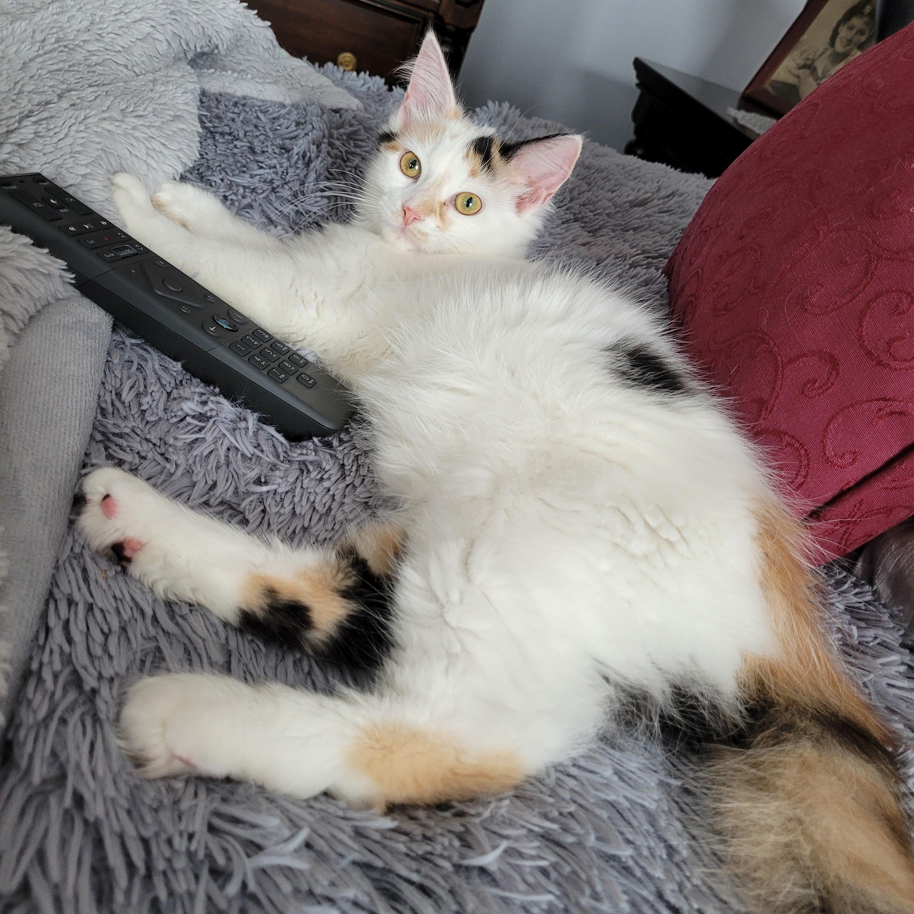 Betty White (f) Ragdoll mix, Calico bonded pair with Moka, a ADOPTABLE mixed breed in Ottawa, ON image 3/6