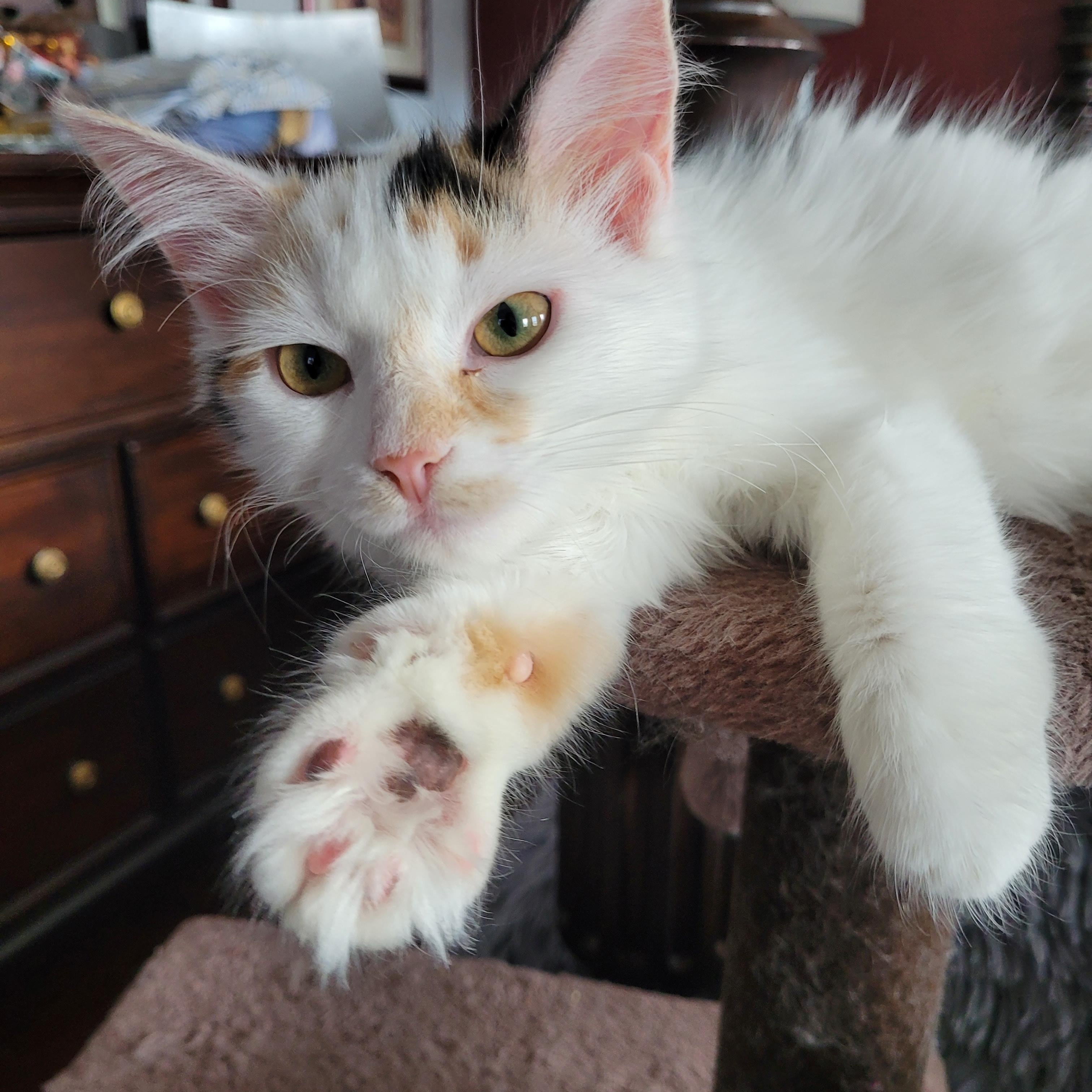 Betty White (f) Ragdoll mix, Calico bonded pair with Moka, a ADOPTABLE mixed breed in Ottawa, ON image 2/6