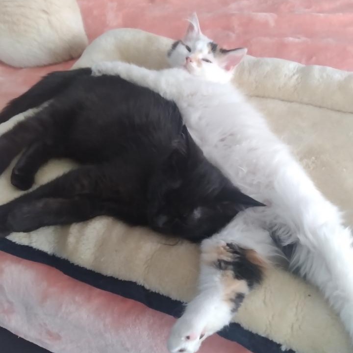 Betty White (f) Ragdoll mix, Calico bonded pair with Moka, ADOPTABLE, Young Female Ragdoll & Domestic Long Hair.