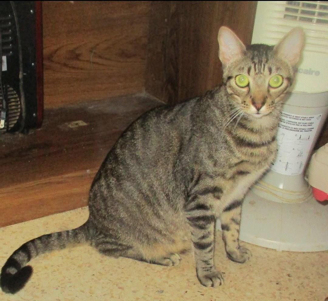 Enlarge DREAMY EYES SCOOTER, a Adoptable Tiger in Troutman, NC image 2/6