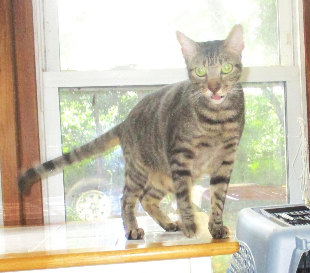 Dreamy Eyes Scooter thumbnail 3