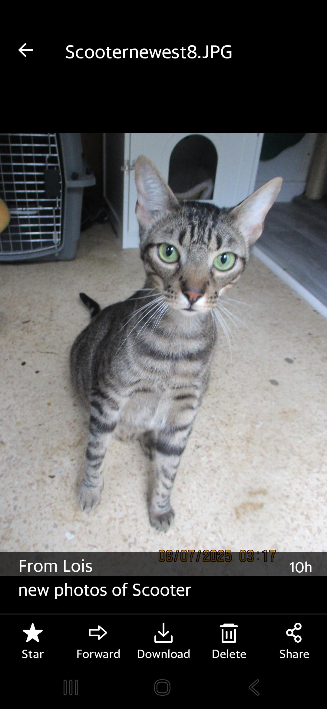 Enlarge DREAMY EYES SCOOTER, a Adoptable Tiger in Troutman, NC image 4/6