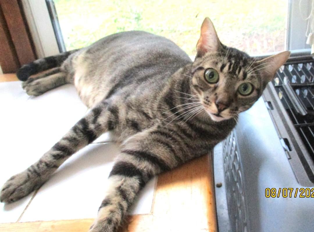 Enlarge DREAMY EYES SCOOTER, a Adoptable Tiger in Troutman, NC image 5/6