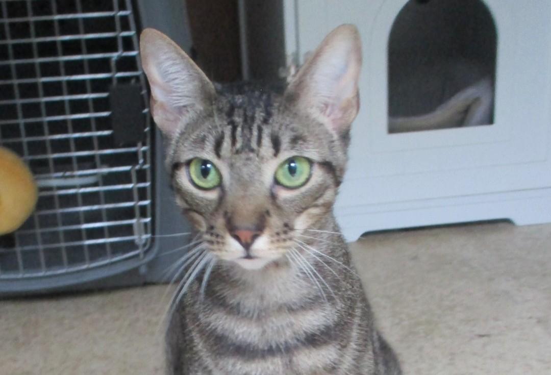 DREAMY EYES SCOOTER, Adoptable, Young Male Tiger.