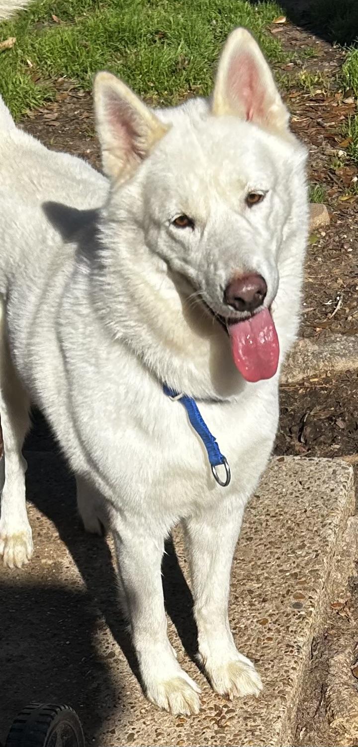 Sitka Rose