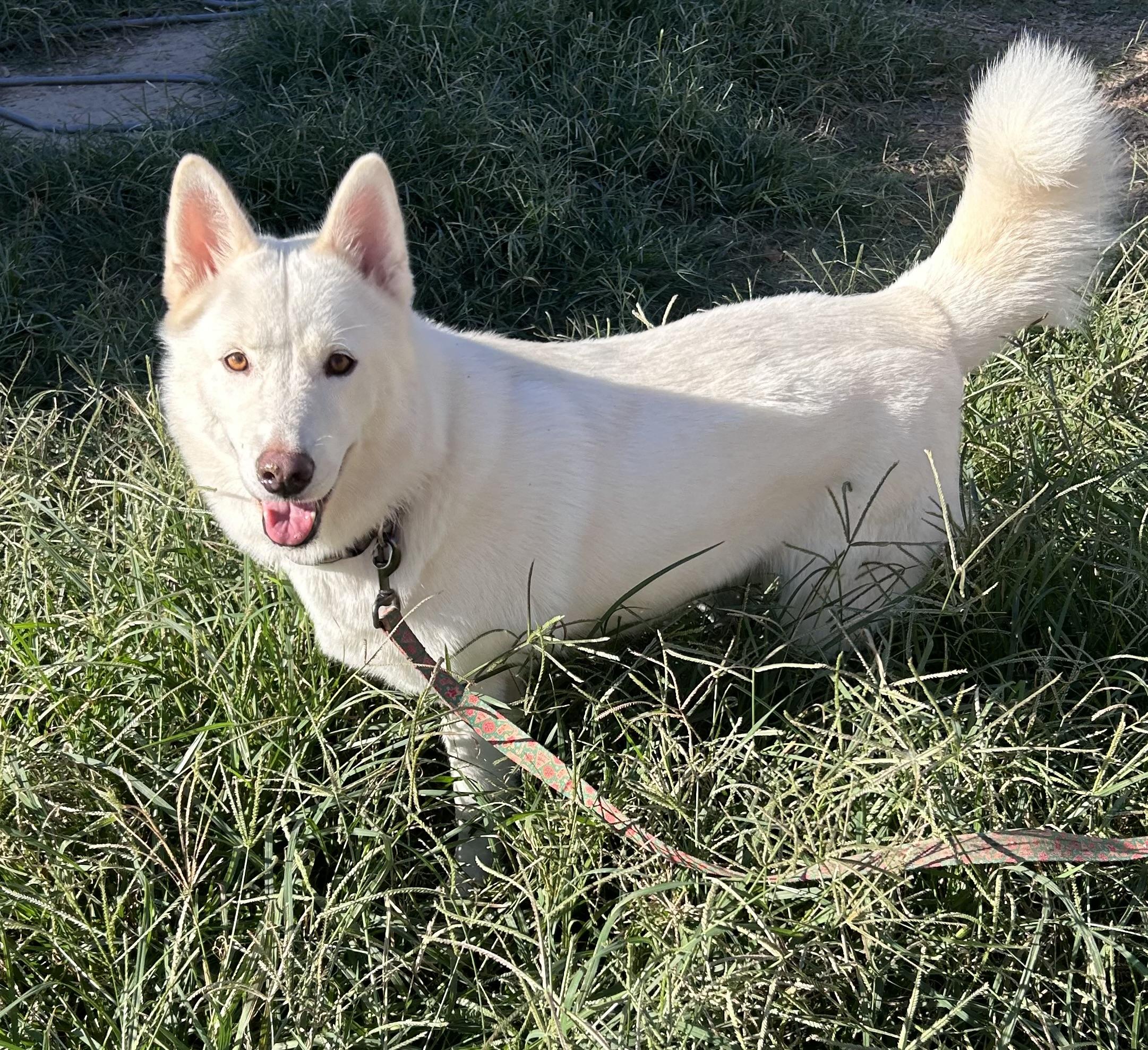 Sitka Rose 2