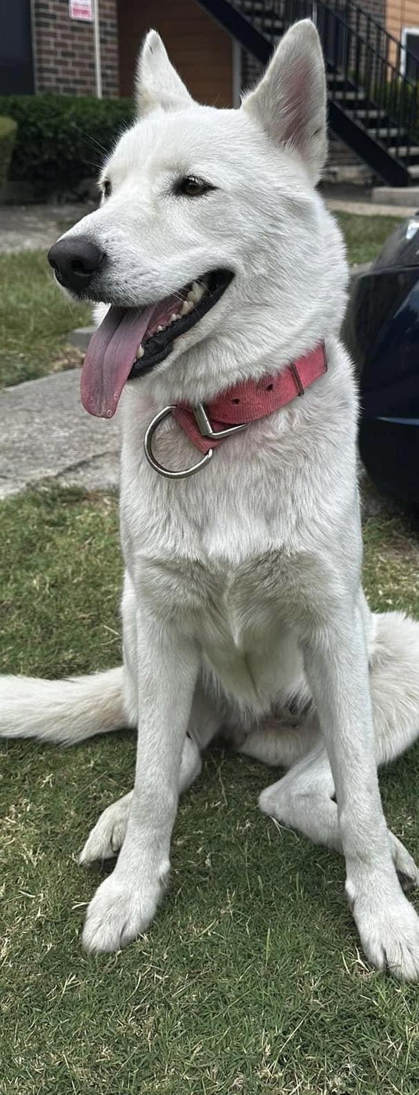 Sitka Rose 4