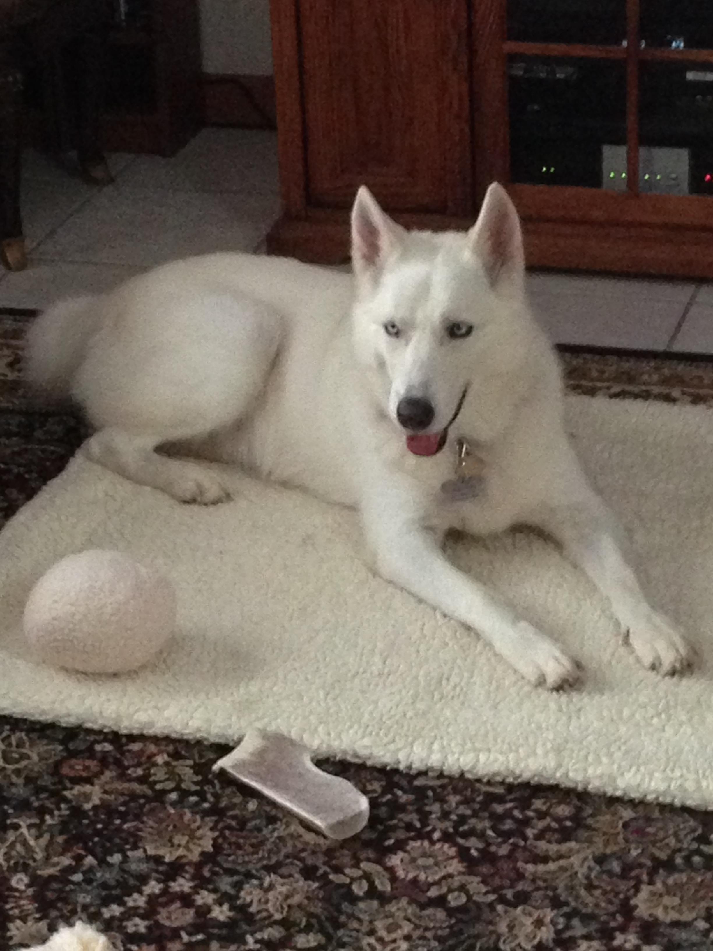 Sitka Rose 3