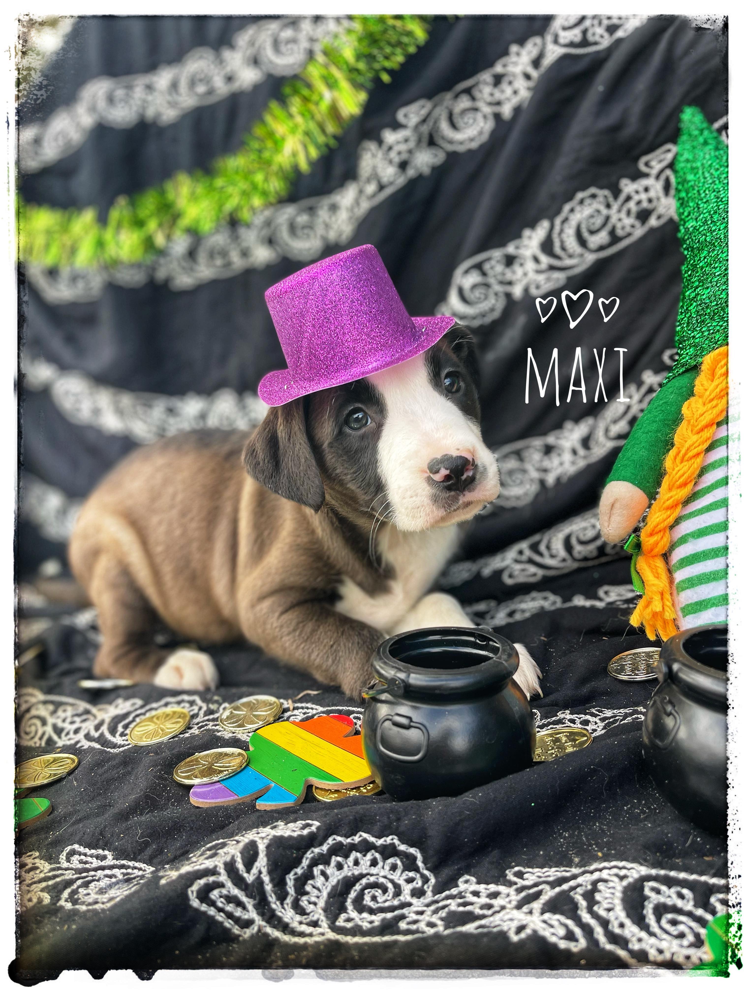 Maxi, adopted, Puppy Female American Staffordshire Terrier.