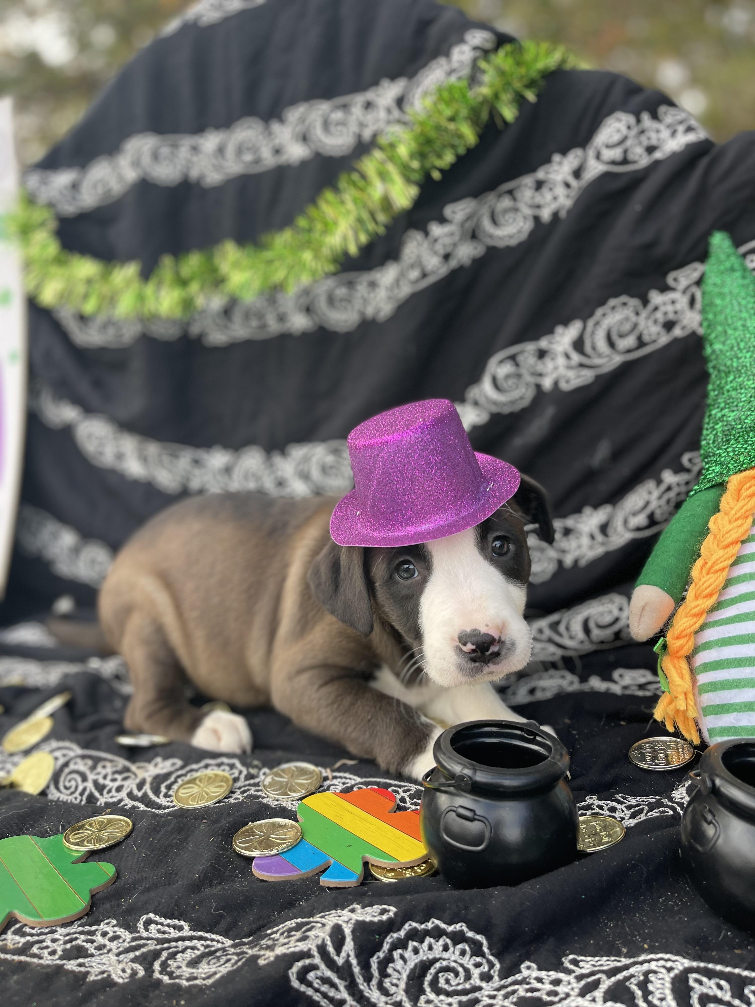 Maxi, an adopted mixed breed in Sebring, FL image 4/5