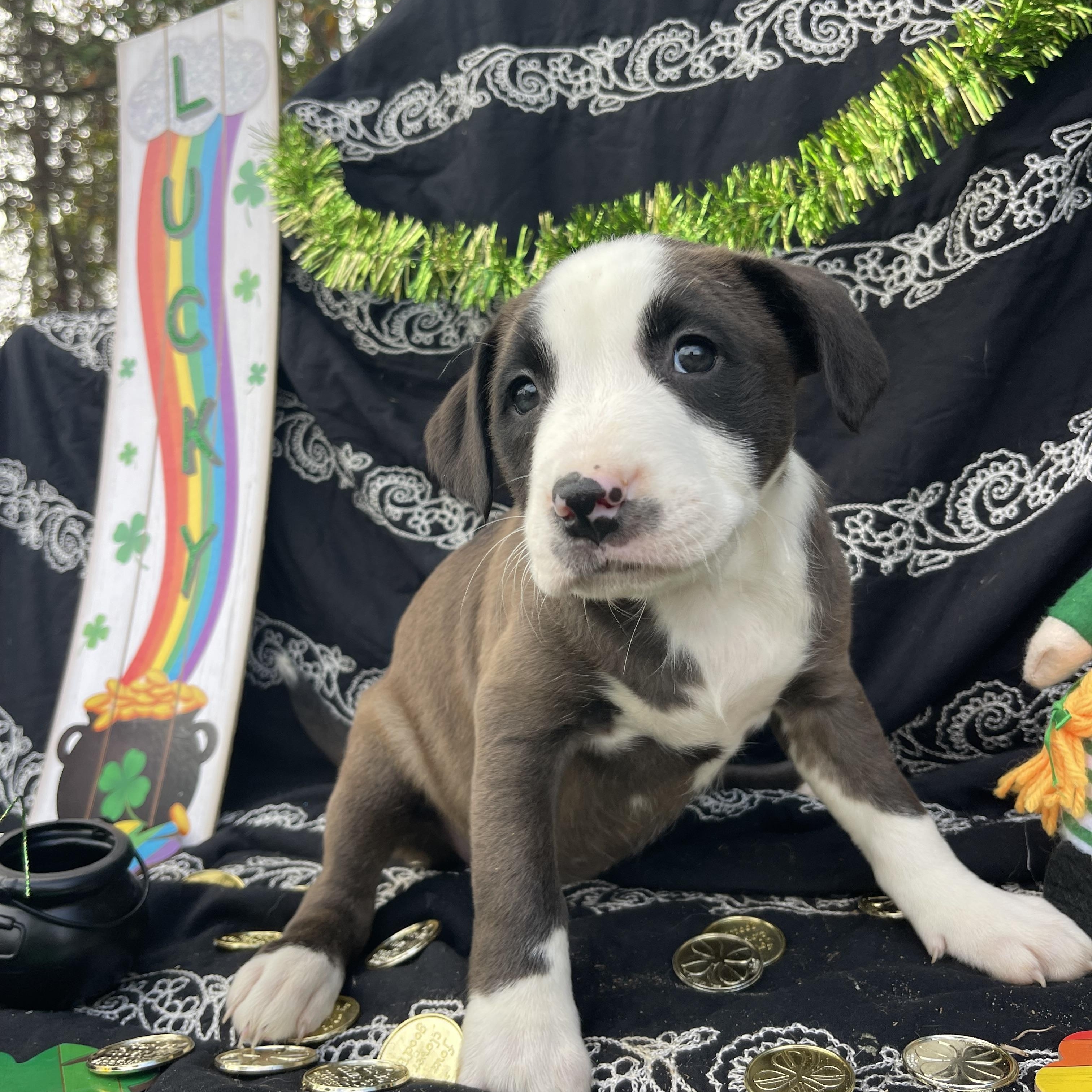Maxi, an adopted mixed breed in Sebring, FL image 2/5