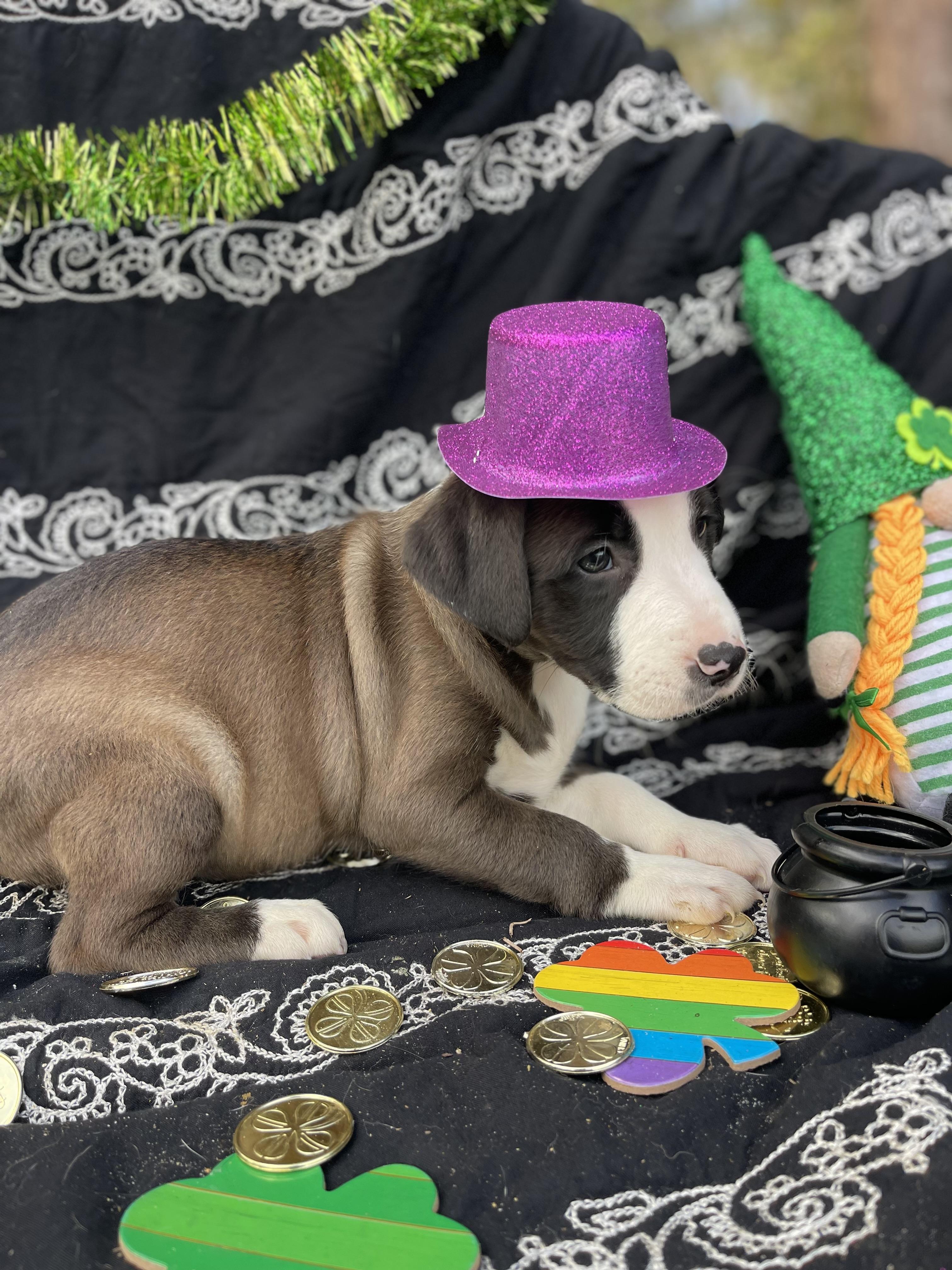 Maxi, an adopted mixed breed in Sebring, FL image 3/5