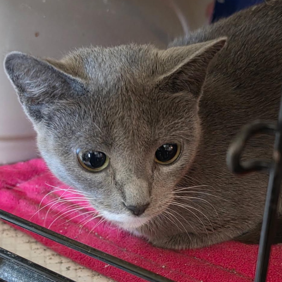 Destiny, a ADOPTABLE Domestic Short Hair in Delmont, PA image 3/3