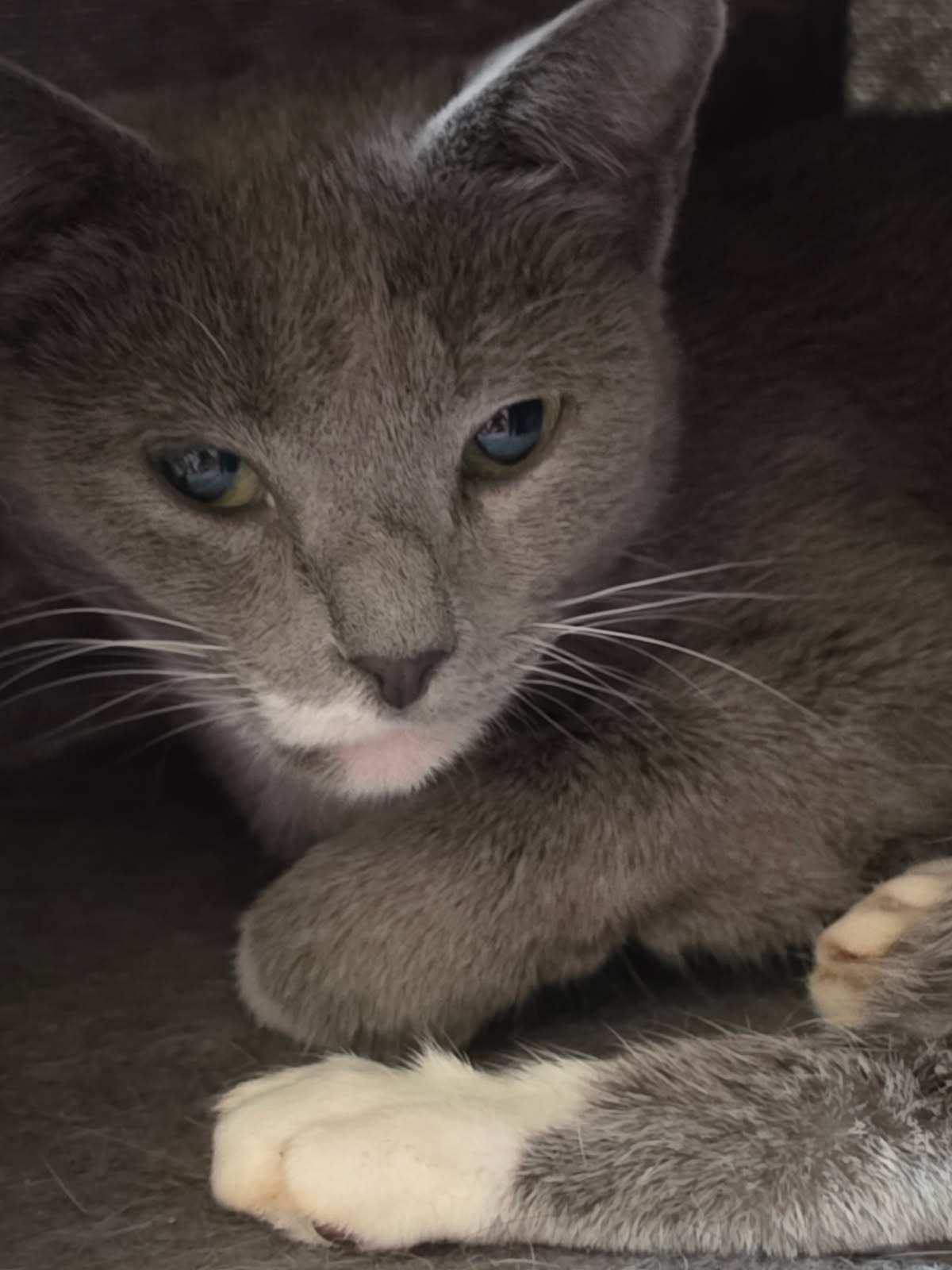 Destiny, a ADOPTABLE Domestic Short Hair in Delmont, PA image 2/3