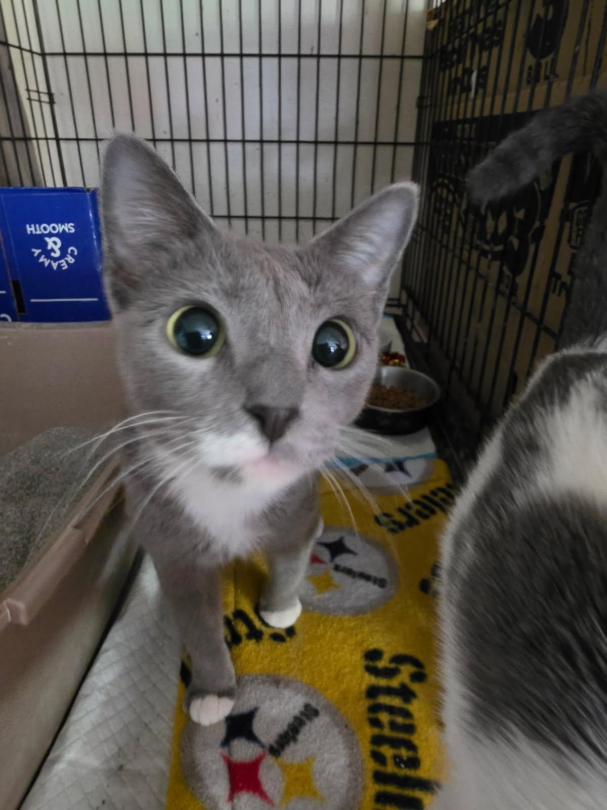 Destiny, a ADOPTABLE Domestic Short Hair in Delmont, PA image 1/3
