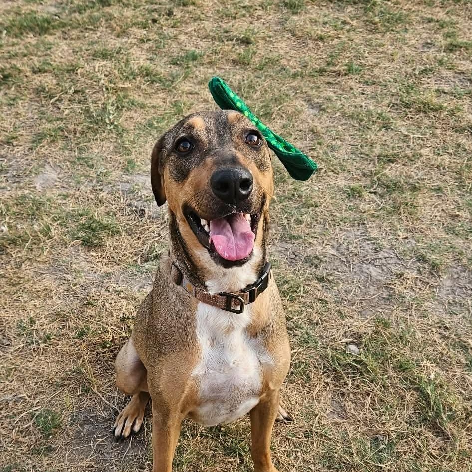 Enlarge Cookie, a Adoptable mixed breed in Lago Vista, TX image 5/6