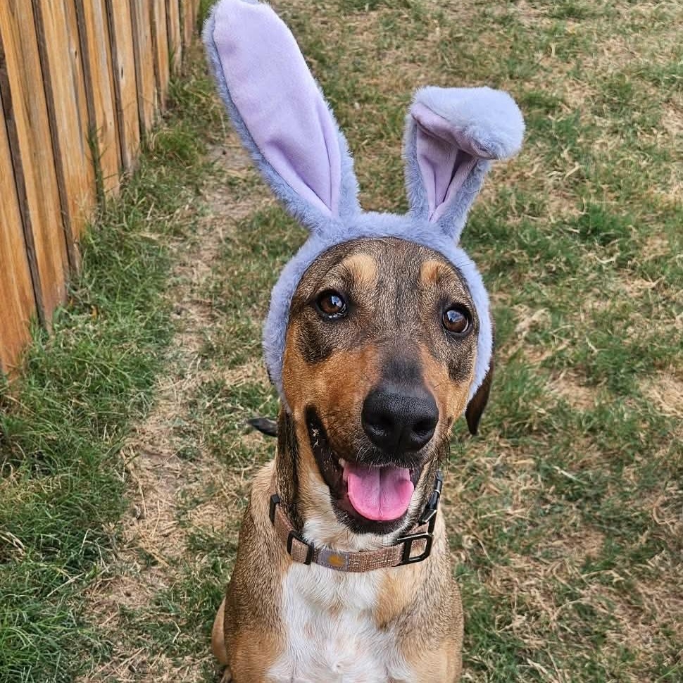 Enlarge Cookie, a Adoptable mixed breed in Lago Vista, TX image 6/6