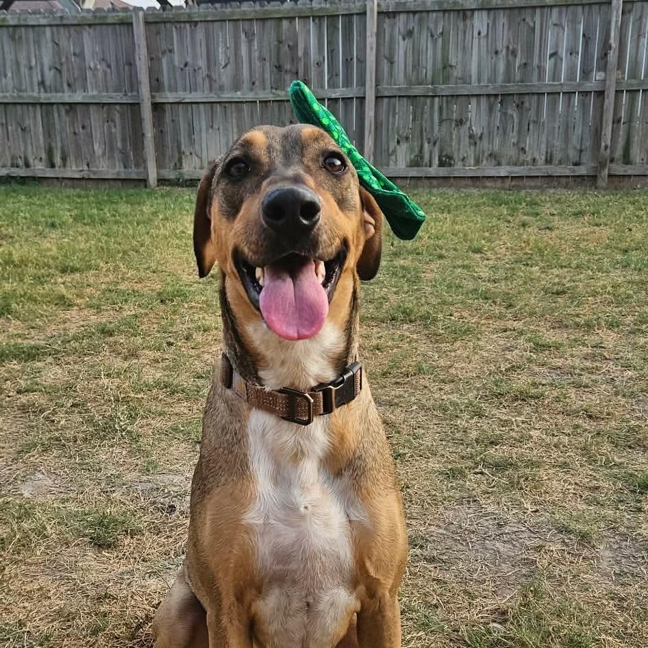 Enlarge Cookie, a Adoptable mixed breed in Lago Vista, TX image 4/6