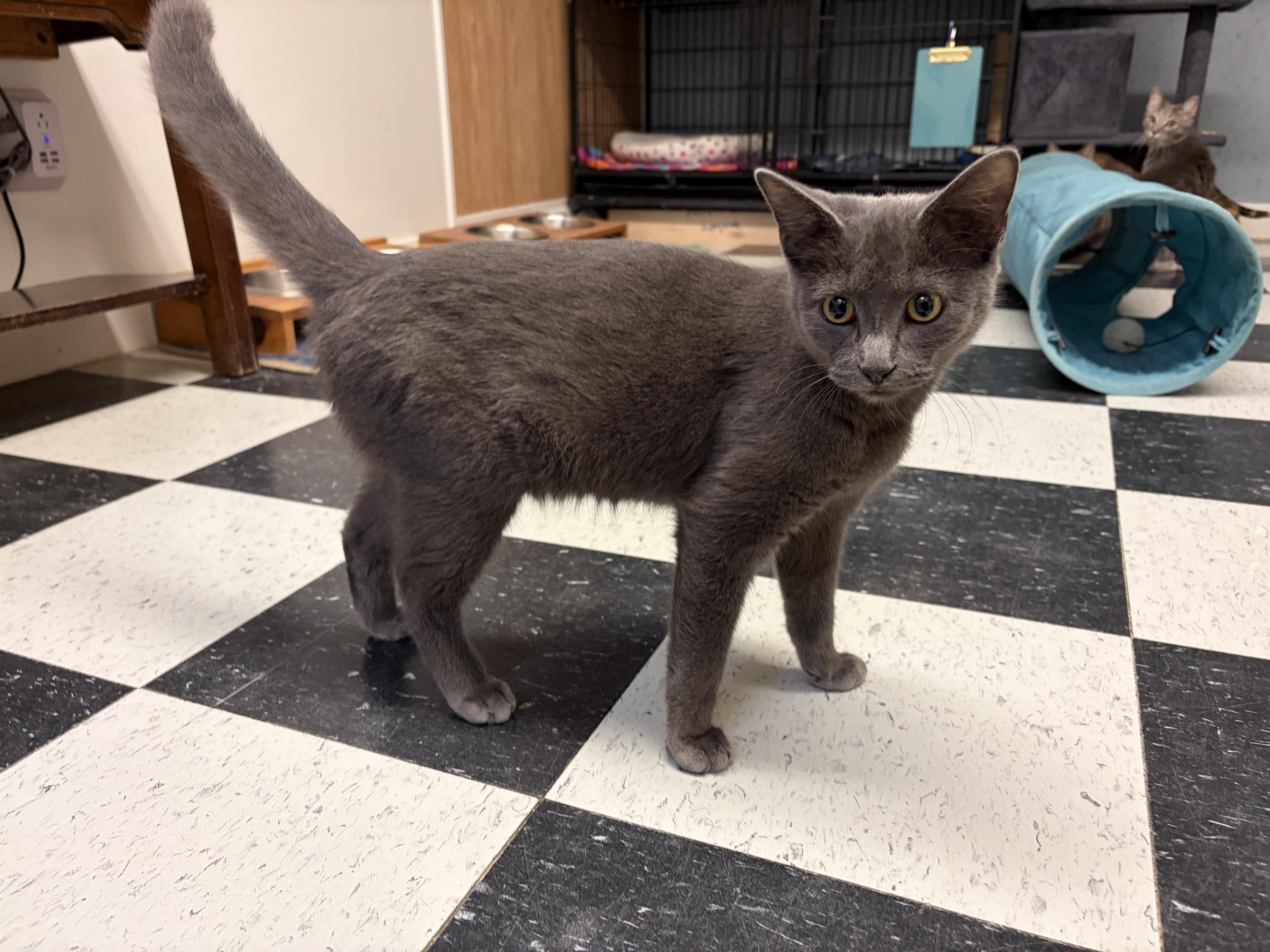 Enlarge Hendrix, a Adoptable Domestic Short Hair in Perry, GA image 2/3